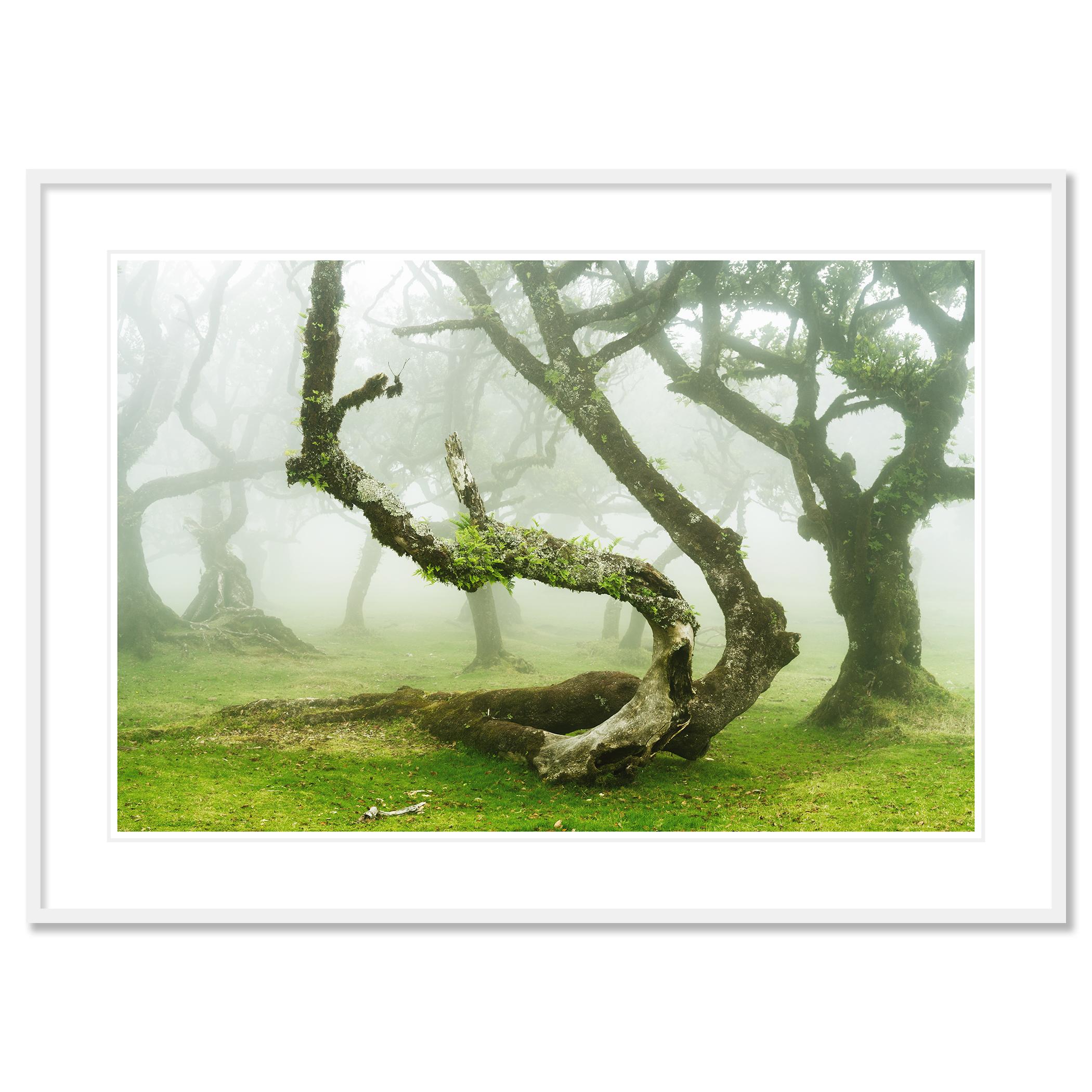 Mystical Twisted Laurel Trees Study 1, Portugal - no. 21320
Archival pigment ink print as part of a limited edition of 8.Pprints are made to order in limited editions on Hahnemuehle Photo Rag Baryta. Each print is stamped on the back and signed and