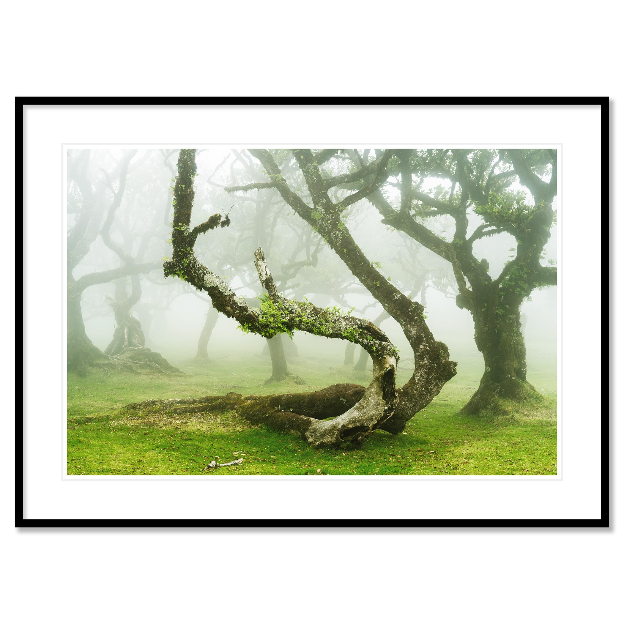 Mystical Twisted Laurel Tree - large scape landscape photography For Sale 1