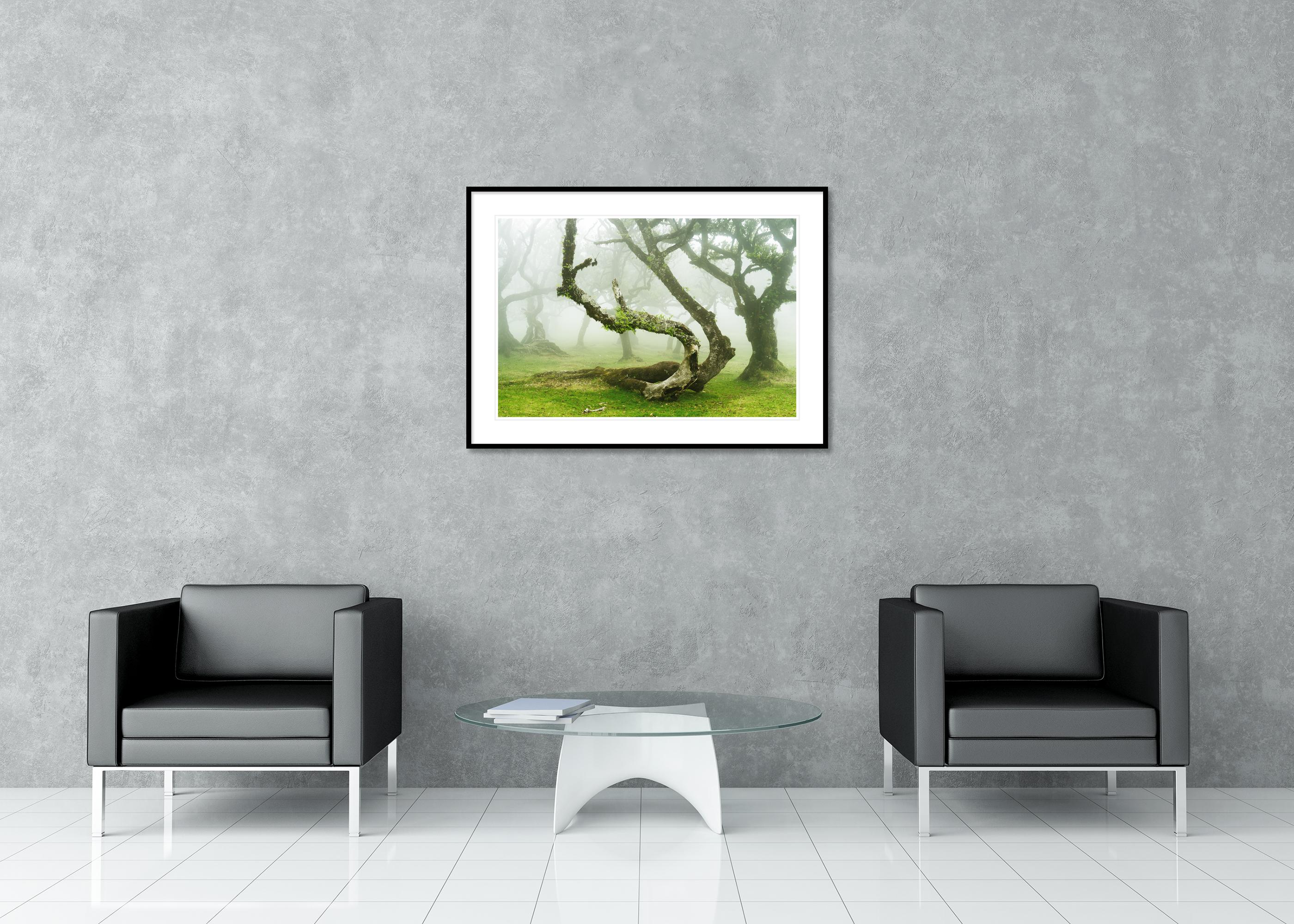 Mystical Twisted Laurel Tree - large scape landscape photography For Sale 2