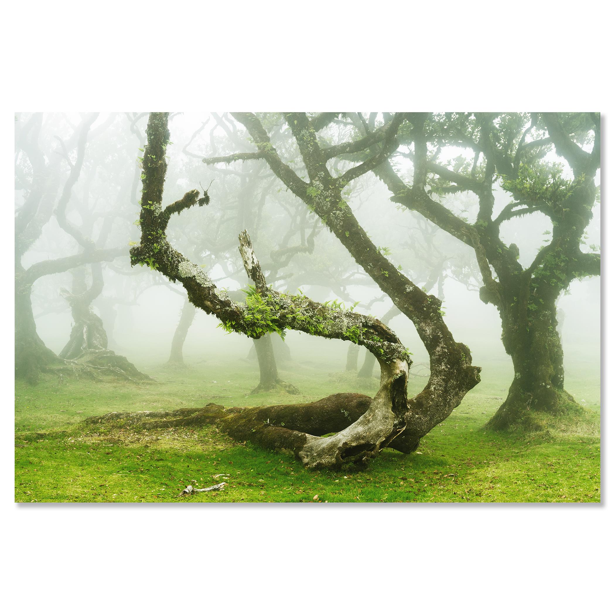 Mystical Twisted Laurel Tree - large scape landscape photography For Sale 3