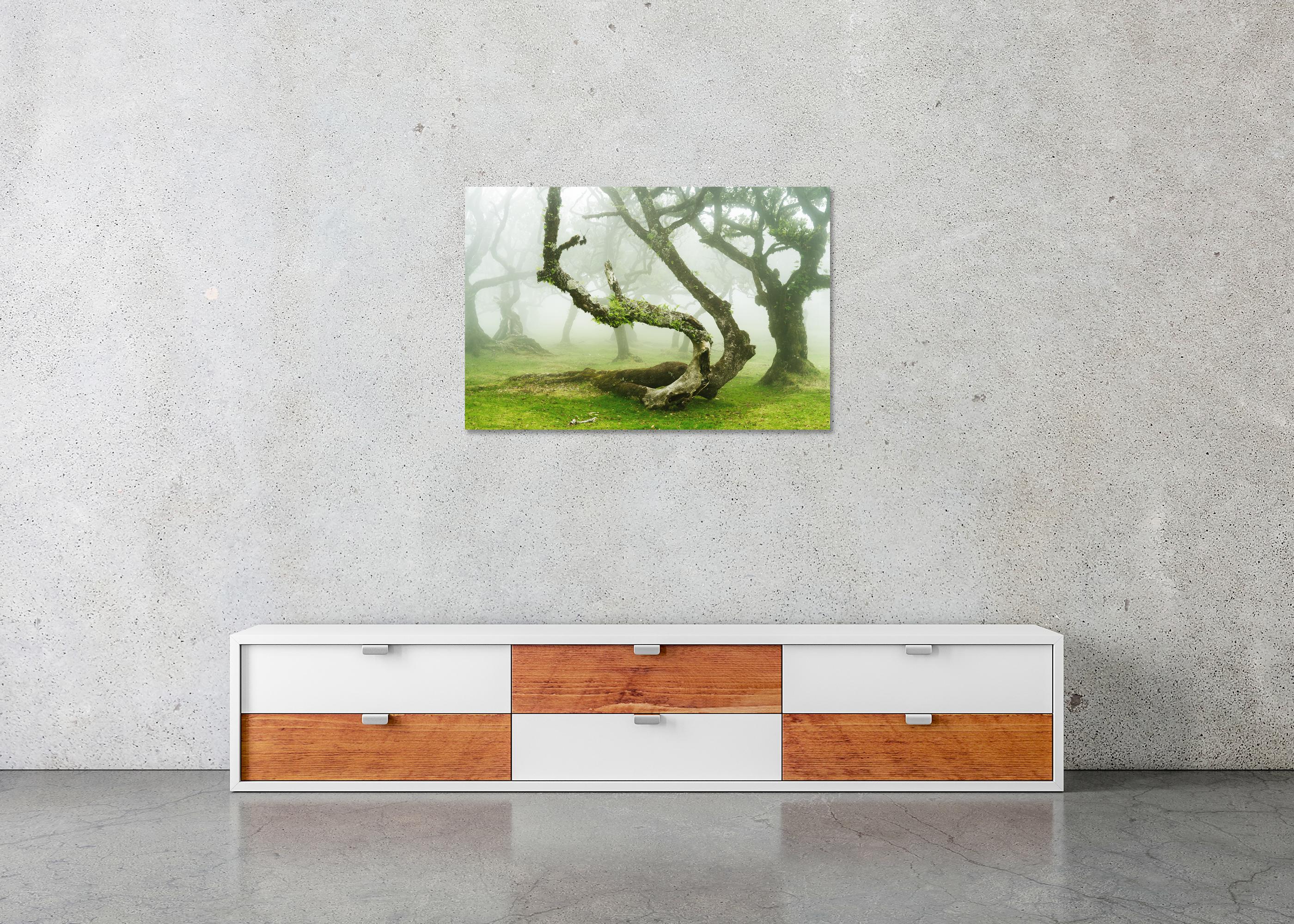 Mystical Twisted Laurel Tree - large scape landscape photography For Sale 4