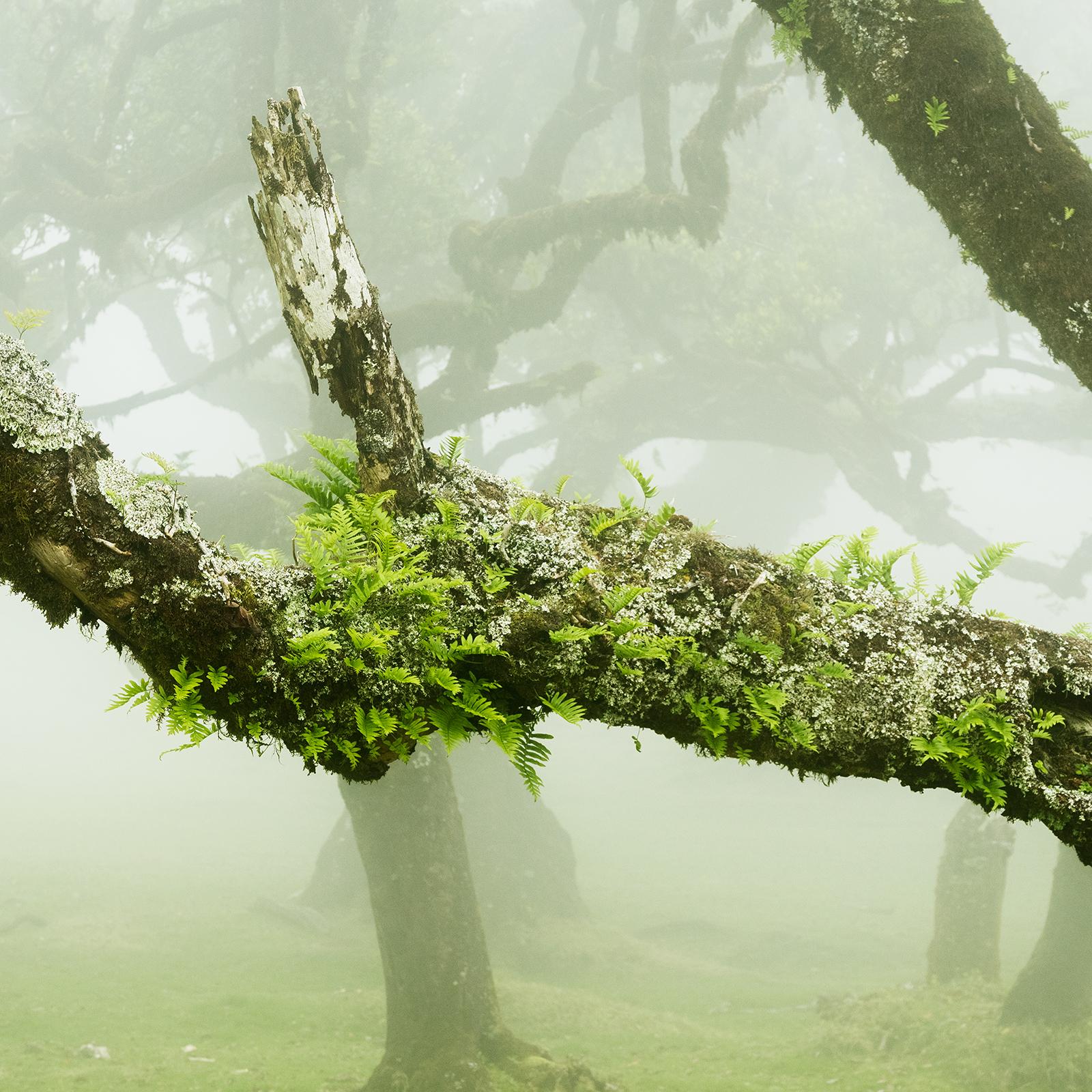 Mystische gedrehte Lorbeerbaum, Großformatfotografie, Landschaft in limitierter Auflage im Angebot 5