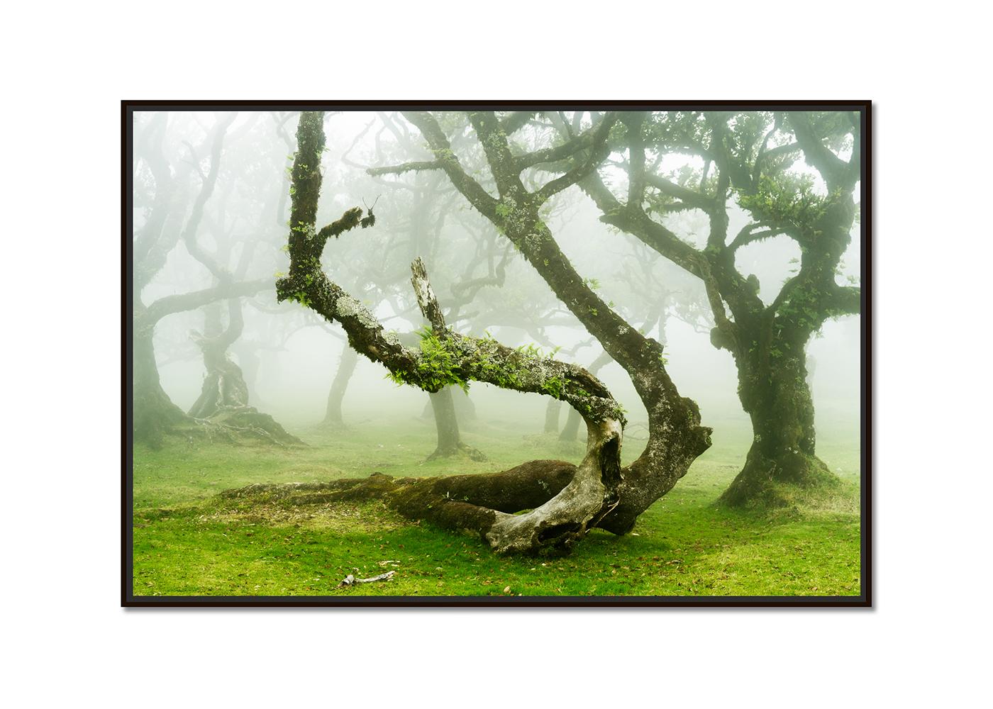 Mystische gedrehte Lorbeerbaum, Großformatfotografie, Landschaft in limitierter Auflage – Photograph von Gerald Berghammer