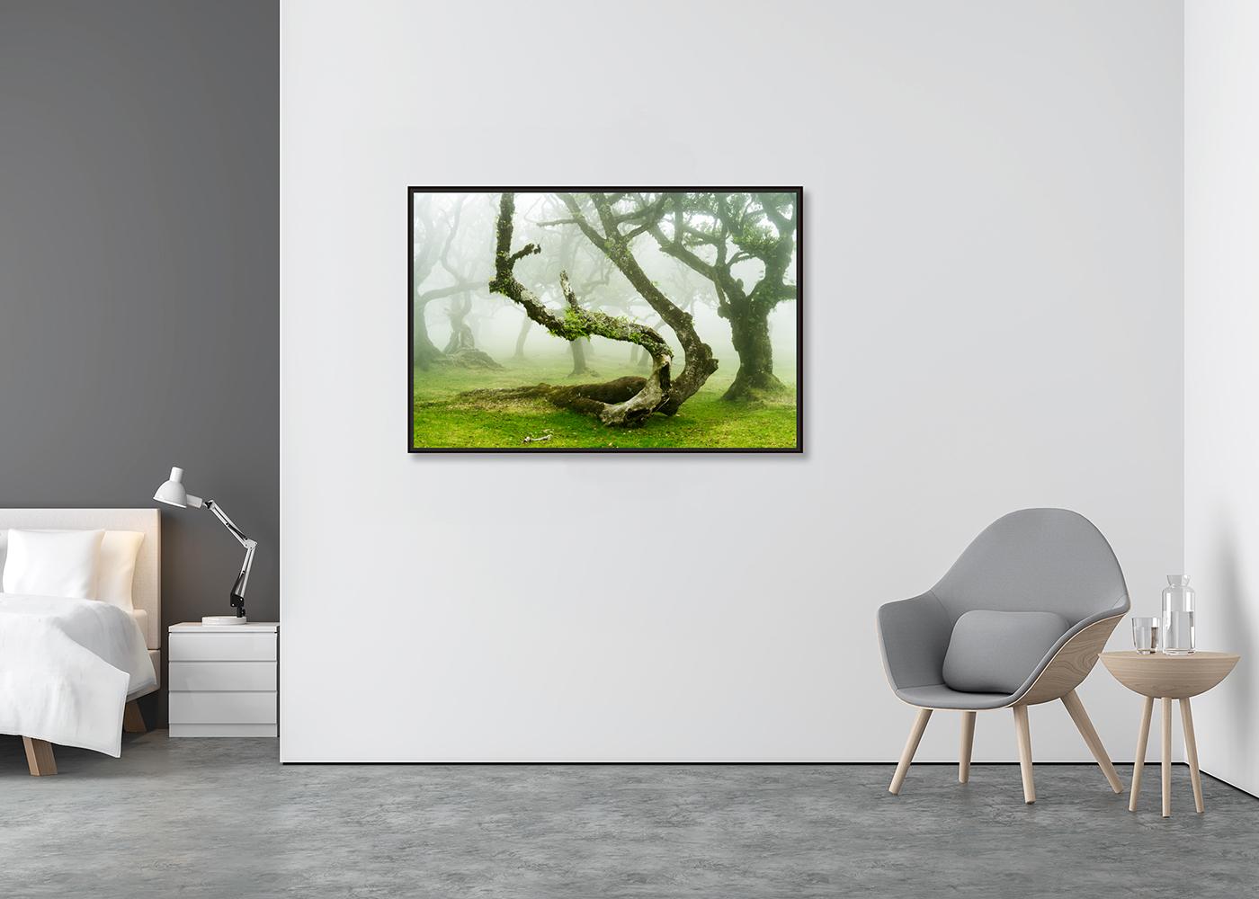 Mystische gedrehte Lorbeerbaum, Großformatfotografie, Landschaft in limitierter Auflage (Zeitgenössisch), Photograph, von Gerald Berghammer