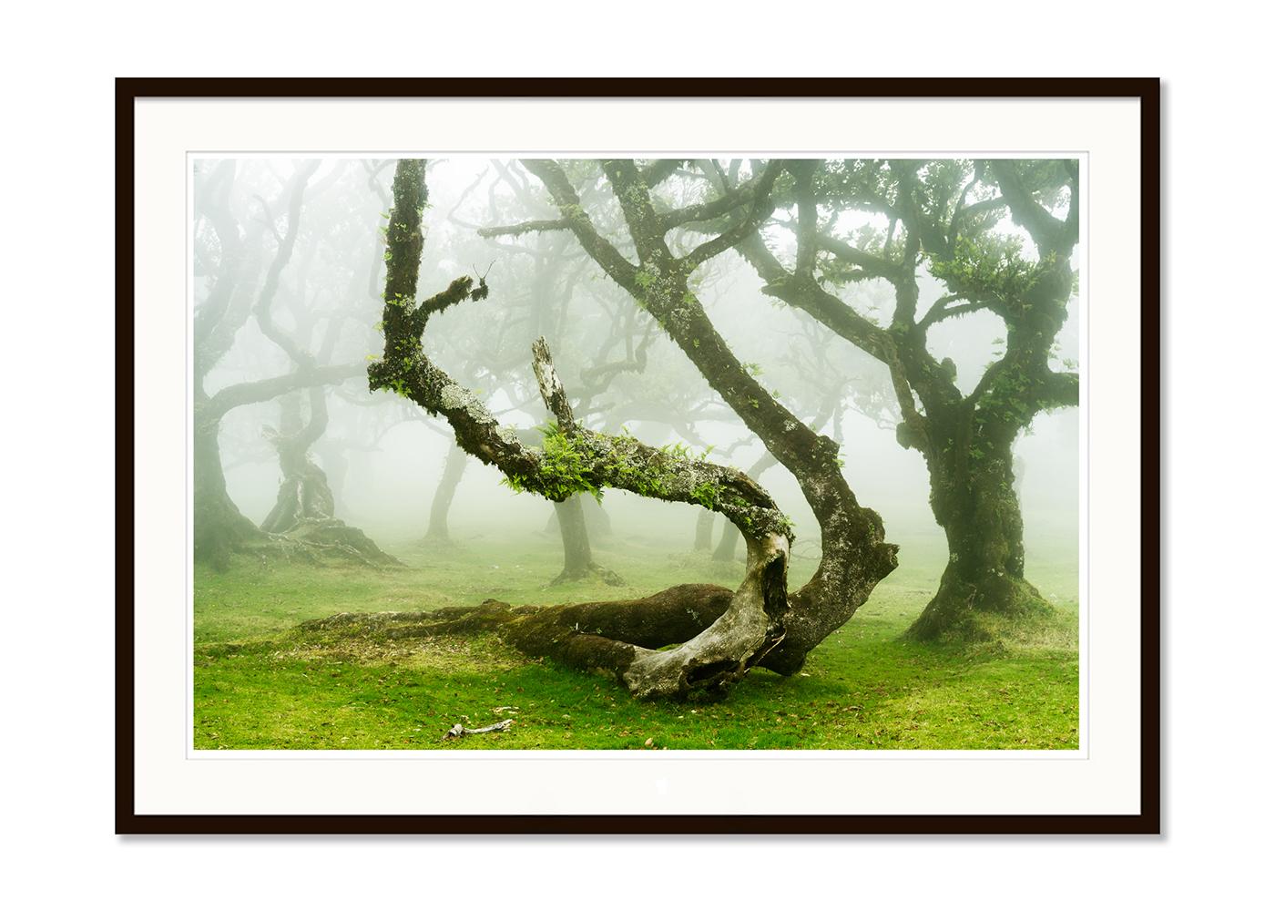 Mystische gedrehte Lorbeerbaum, Großformatfotografie, Landschaft in limitierter Auflage (Beige), Landscape Photograph, von Gerald Berghammer