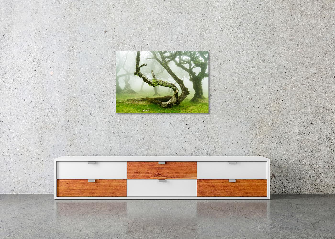 Mystische gedrehte Lorbeerbaum, Großformatfotografie, Landschaft in limitierter Auflage im Angebot 2