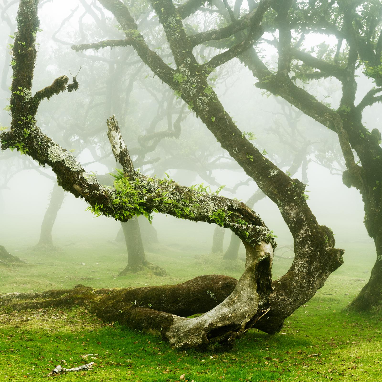 Mystische gedrehte Lorbeerbaum, Großformatfotografie, Landschaft in limitierter Auflage im Angebot 3