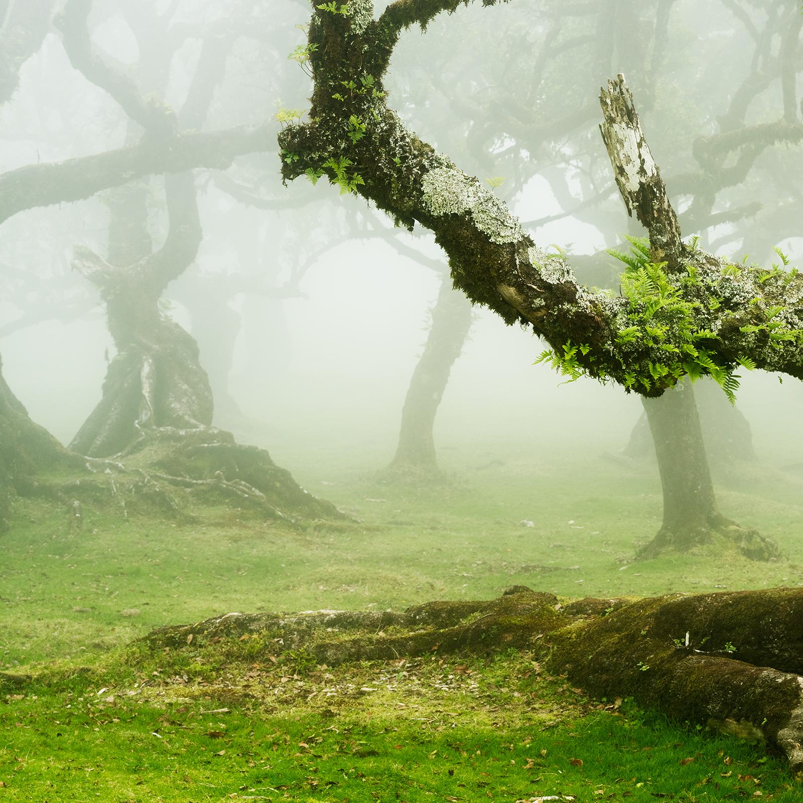 Mystische gedrehte Lorbeerbaum, Großformatfotografie, Landschaft in limitierter Auflage im Angebot 4