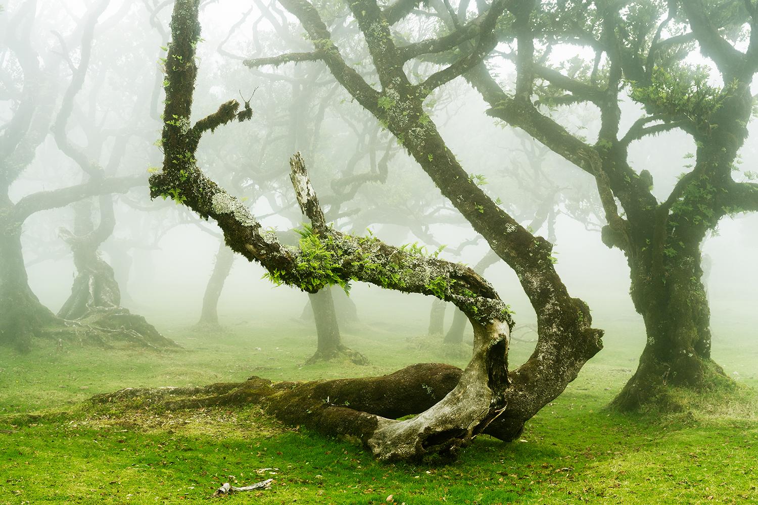 Gerald Berghammer Landscape Photograph – Mystische gedrehte Lorbeerbaum, Großformatfotografie, Landschaft in limitierter Auflage