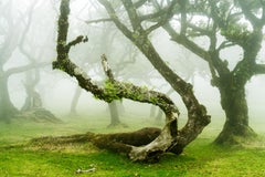 Albero di alloro mistico contorto, fotografia di grande formato, paesaggio in edizione limitata