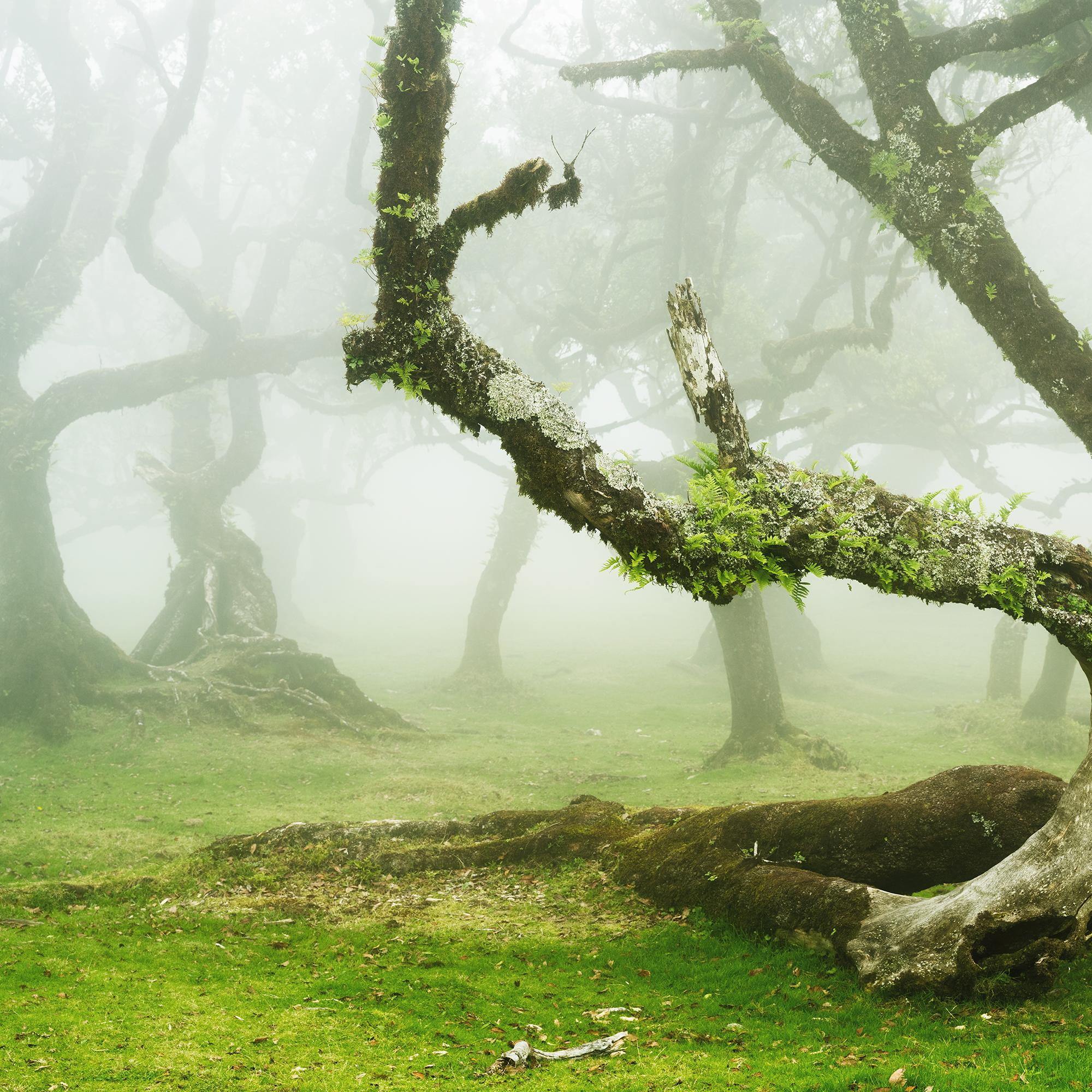 Mystical Twisted Laurel Tree - large scape landscape photography For Sale 5