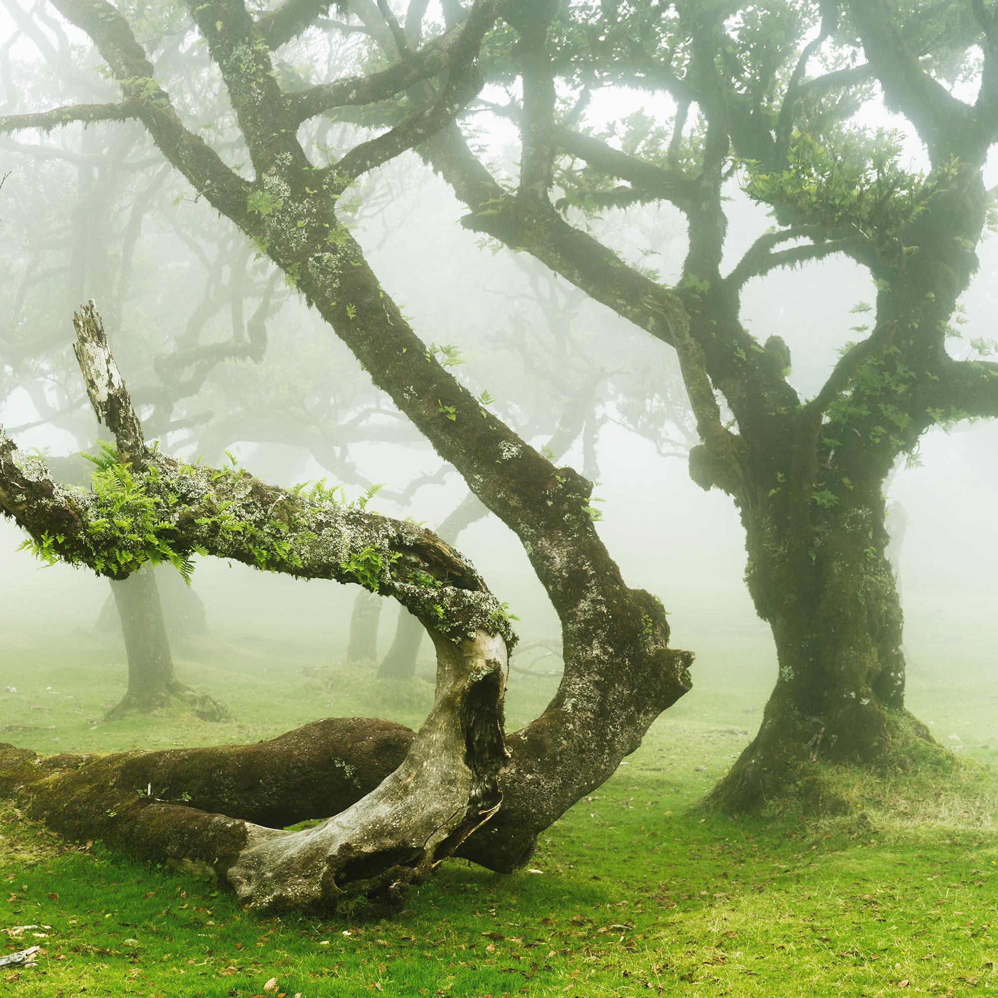 Mystical Twisted Laurel Tree - large scape landscape photography For Sale 6