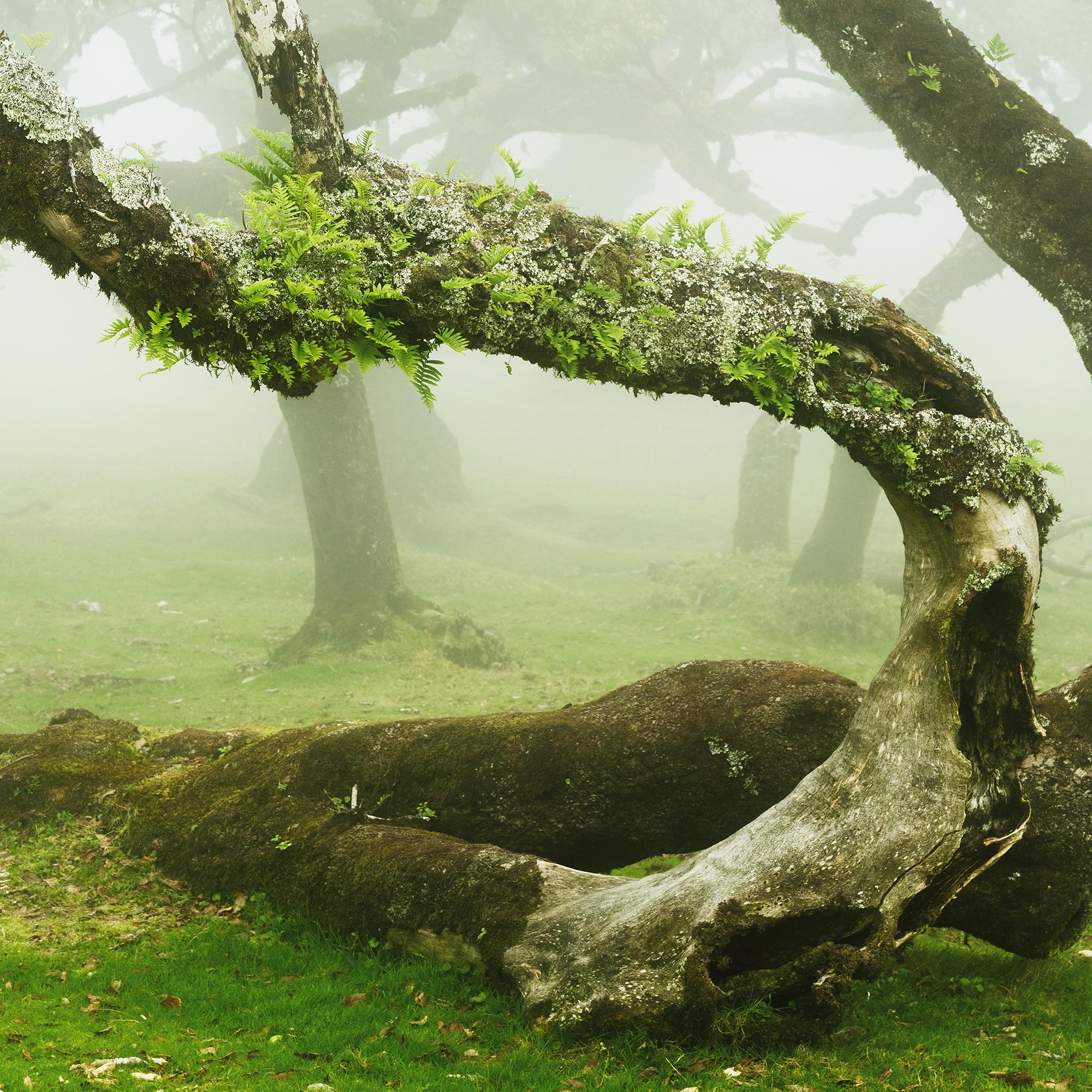 Mystical Twisted Laurel Tree - large scape landscape photography For Sale 7