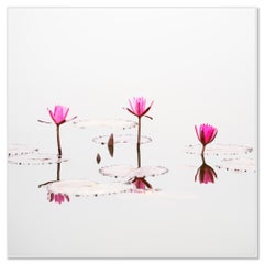 Nelumbo nucifera, minimalist waterscape, lotus flower, large limited color photo