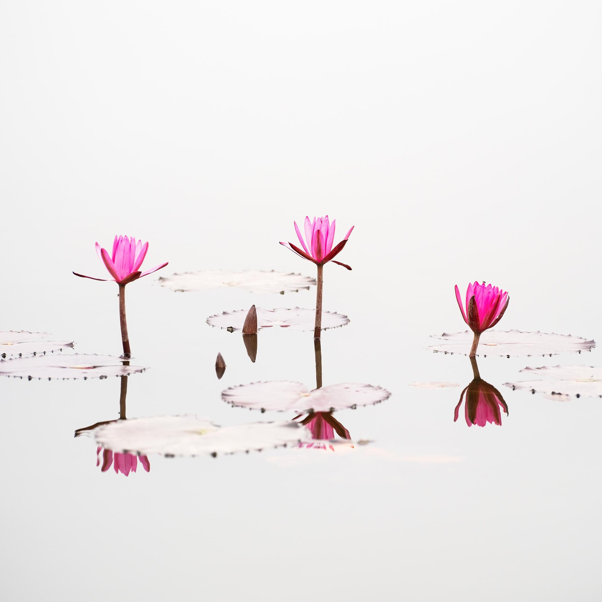 Nelumbo nucifera, minimalist waterscape, lotus flower, large limited color photo