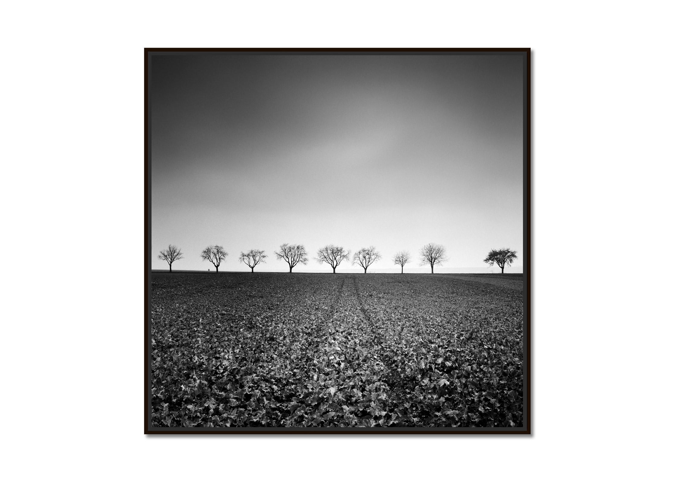 Nine Cherry Trees, Avenue, Austria, black and white landscape photography - Photograph by Gerald Berghammer