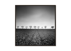 Nine Cherry Trees, Avenue, Austria, black and white photograph, landscape