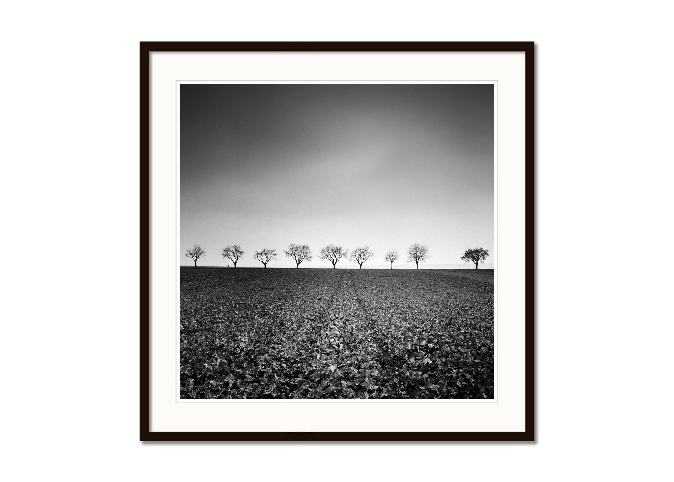 Nueve cerezos, Avenida, Austria, fotografía en blanco y negro, paisaje - Black and White Photograph Gris de Gerald Berghammer