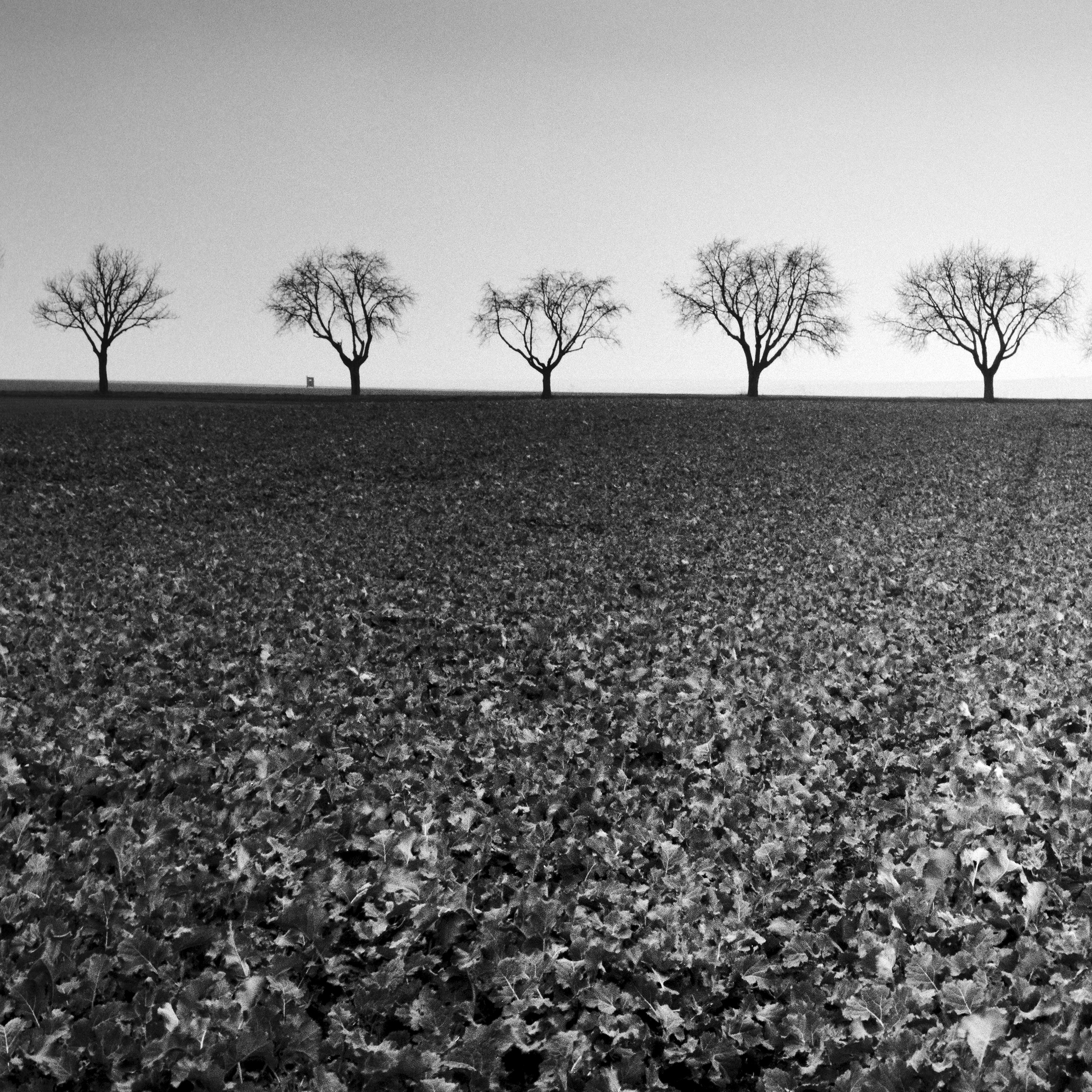 Nine Cherry Trees, Avenue, Austria, black and white landscape photography For Sale 1