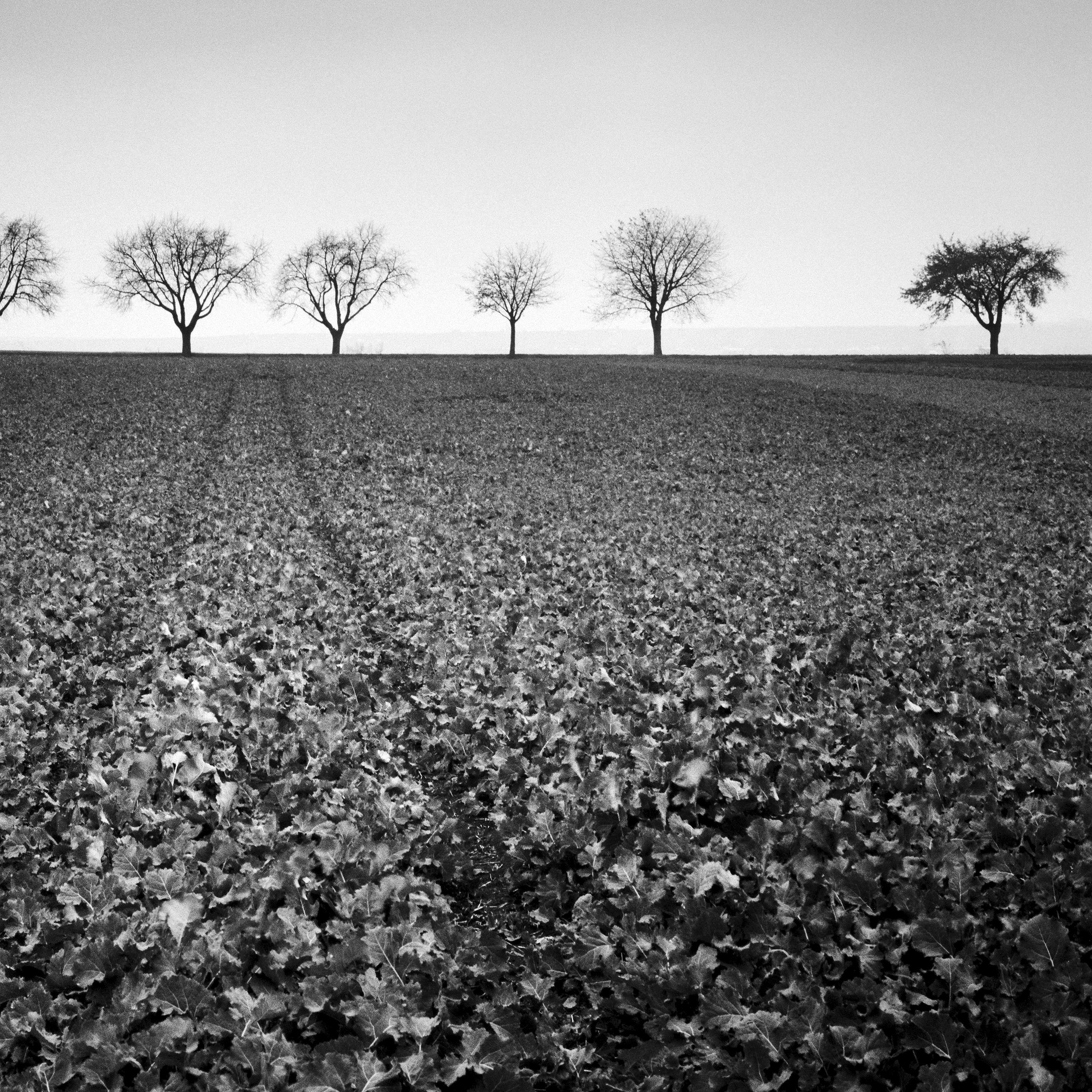 Nine Cherry Trees, Avenue, Austria, black and white landscape photography For Sale 2