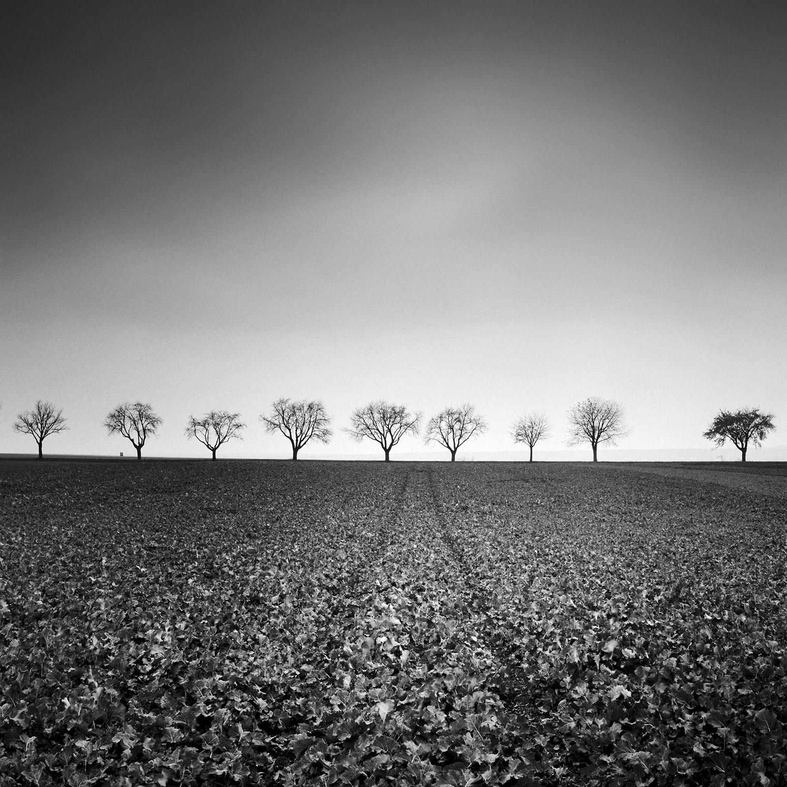 Neun Kirschbaumholzbäume, Avenue, Österreich, Schwarz-Weiß-Landschaftsfotografie