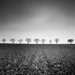 Nine Cherry Trees, Avenue, Austria, black and white landscape photography