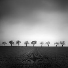 Nine Cherry Trees, Cornfield, black and white photography, landscape, fine art