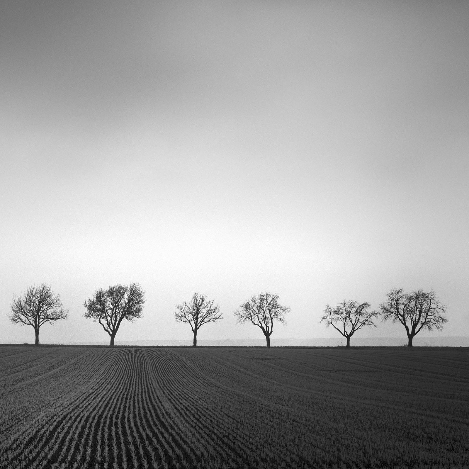 Neuf cerisiers, champ de maïs, photographie noir et blanc, paysage, beaux-arts en vente 5