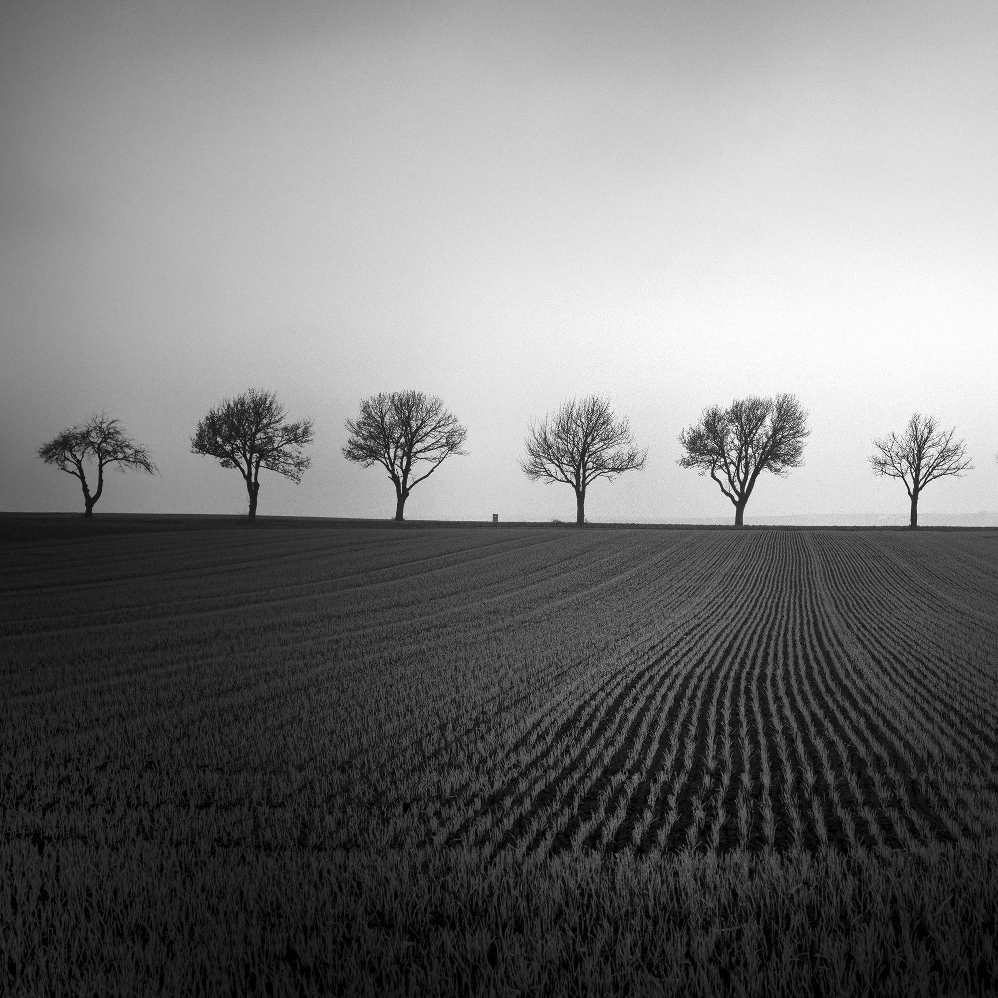 Nine Cherry Trees Farmland Cornfield monochrome landscape For Sale 5