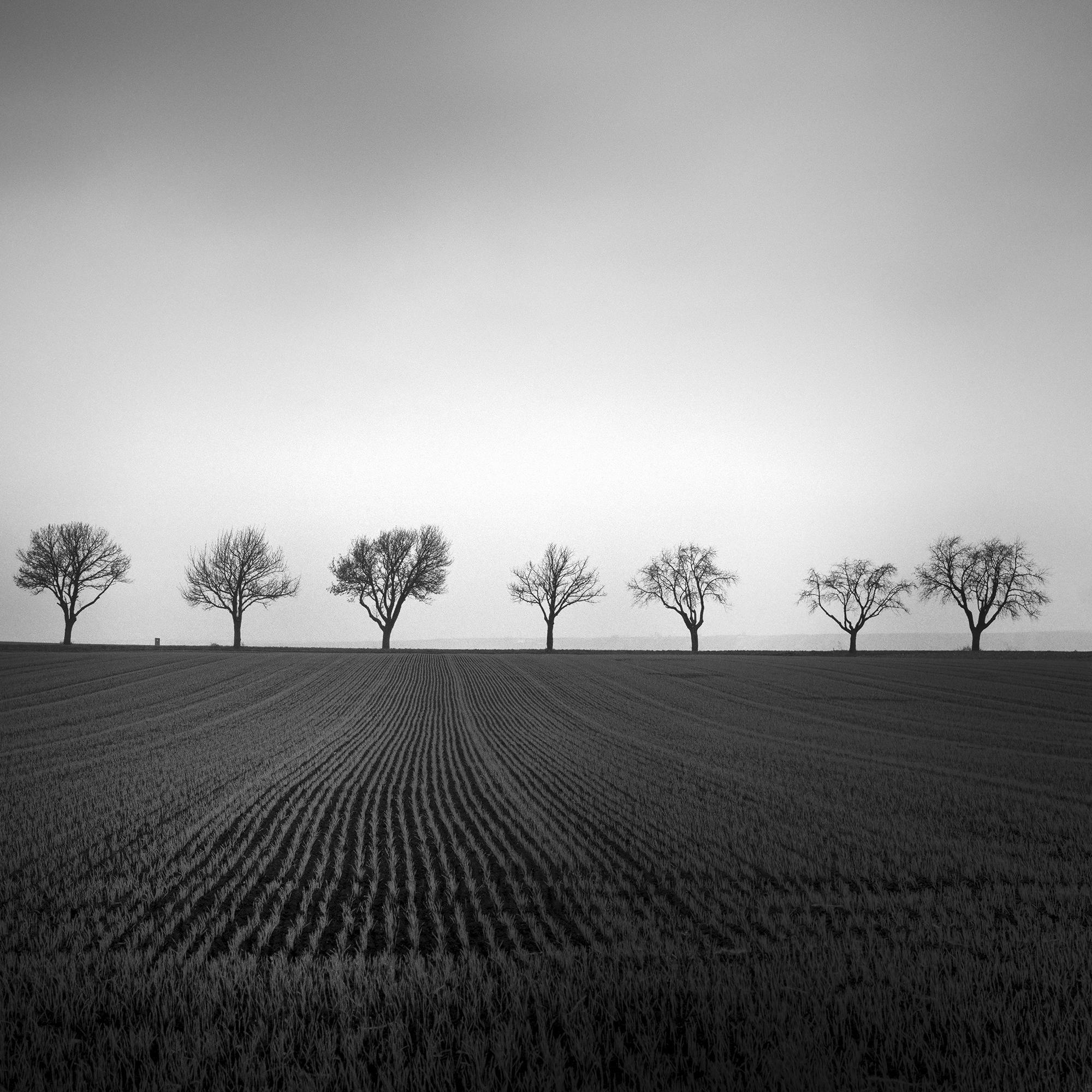 Nine Cherry Trees Farmland Cornfield monochrome landscape For Sale 6