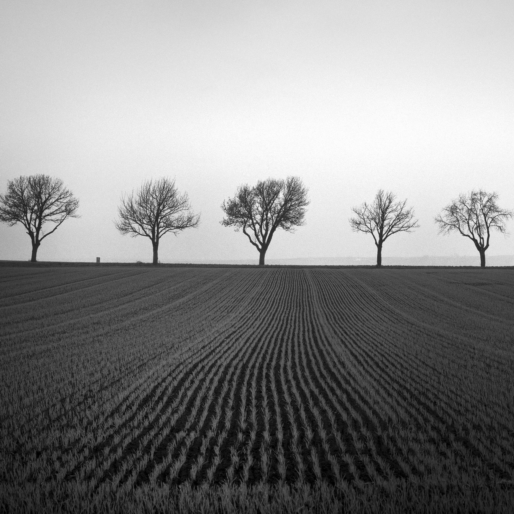 Nine Cherry Trees Farmland Cornfield monochrome landscape For Sale 7
