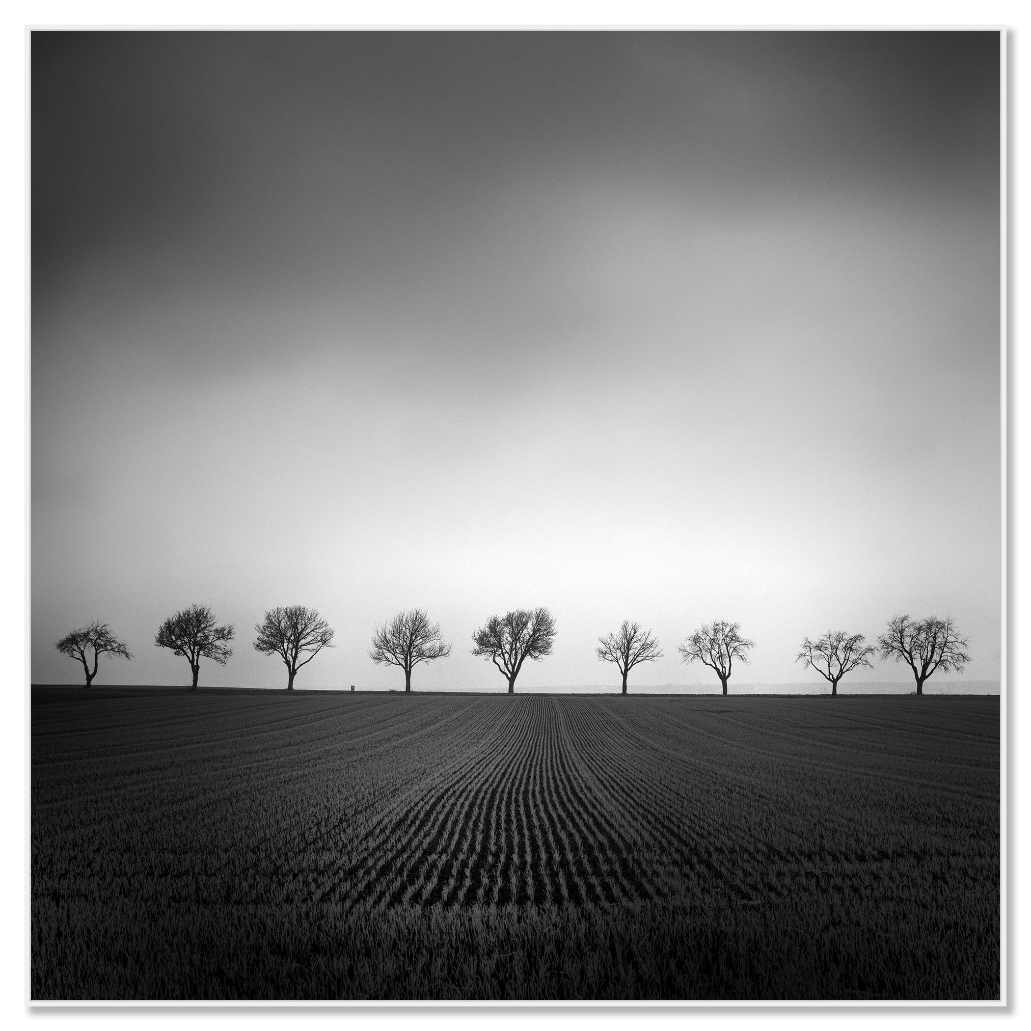 Nine Cherry Trees Farmland Cornfield monochrome landscape - Contemporary Photograph by Gerald Berghammer