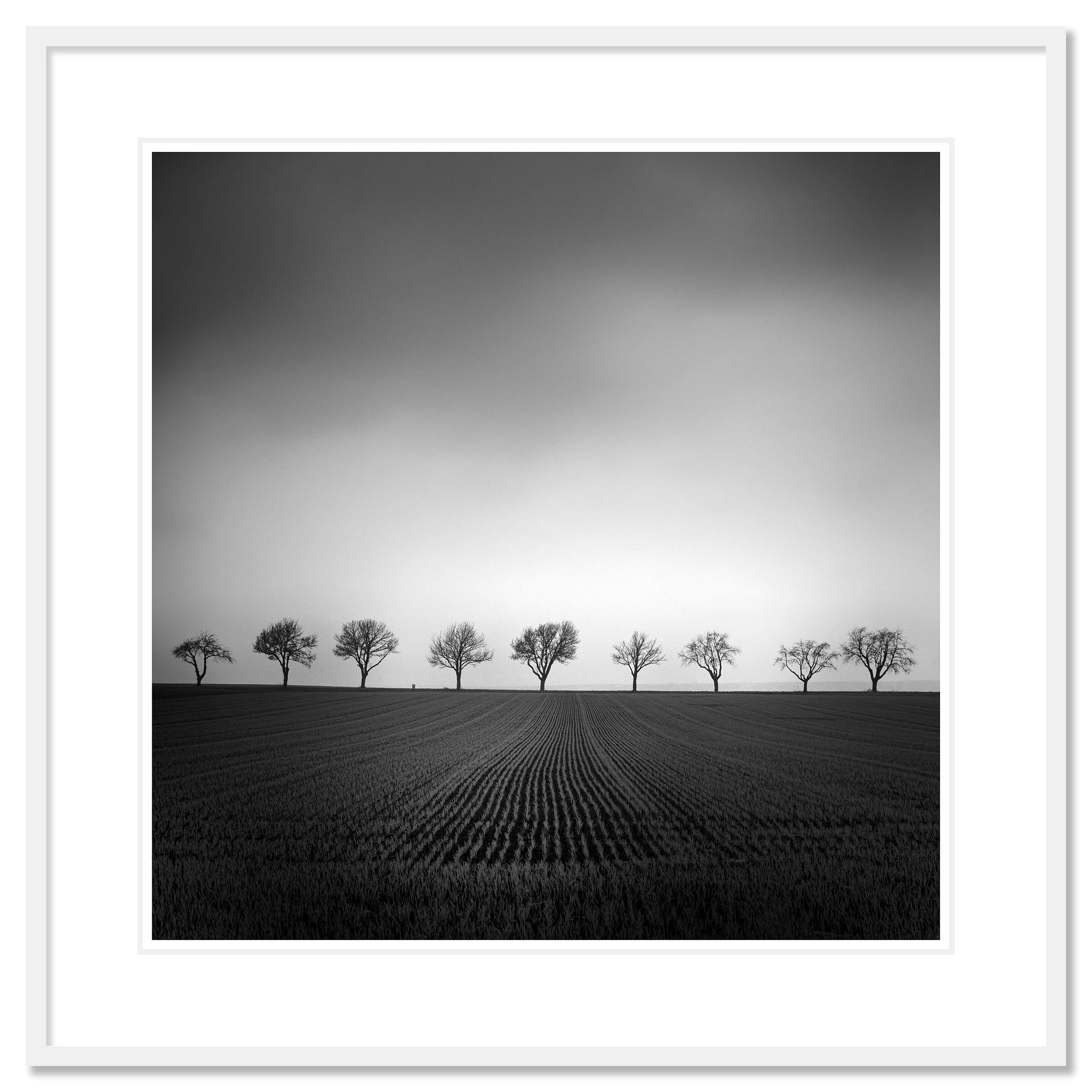 Nine Cherry Trees Farmland Cornfield monochrome landscape For Sale 1