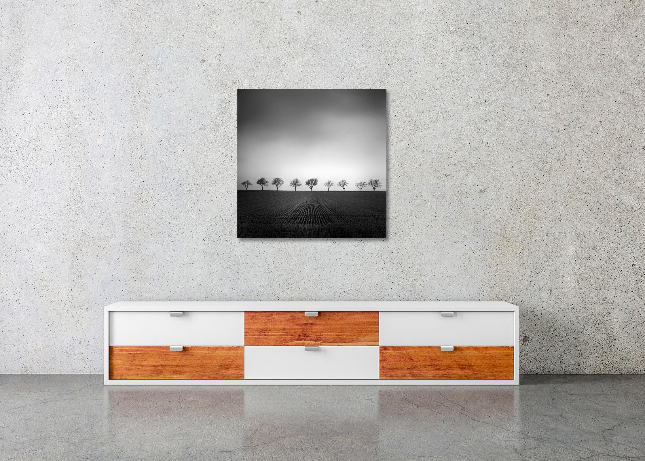 Neuf cerisiers, champ de maïs, photographie noir et blanc, paysage, beaux-arts en vente 2
