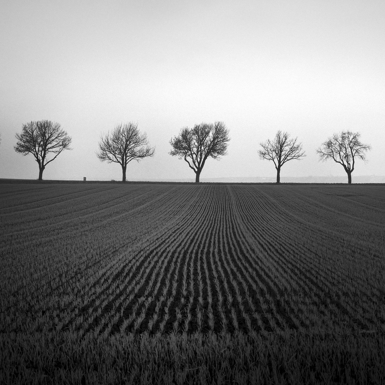 Neuf cerisiers, champ de maïs, photographie noir et blanc, paysage, beaux-arts en vente 3