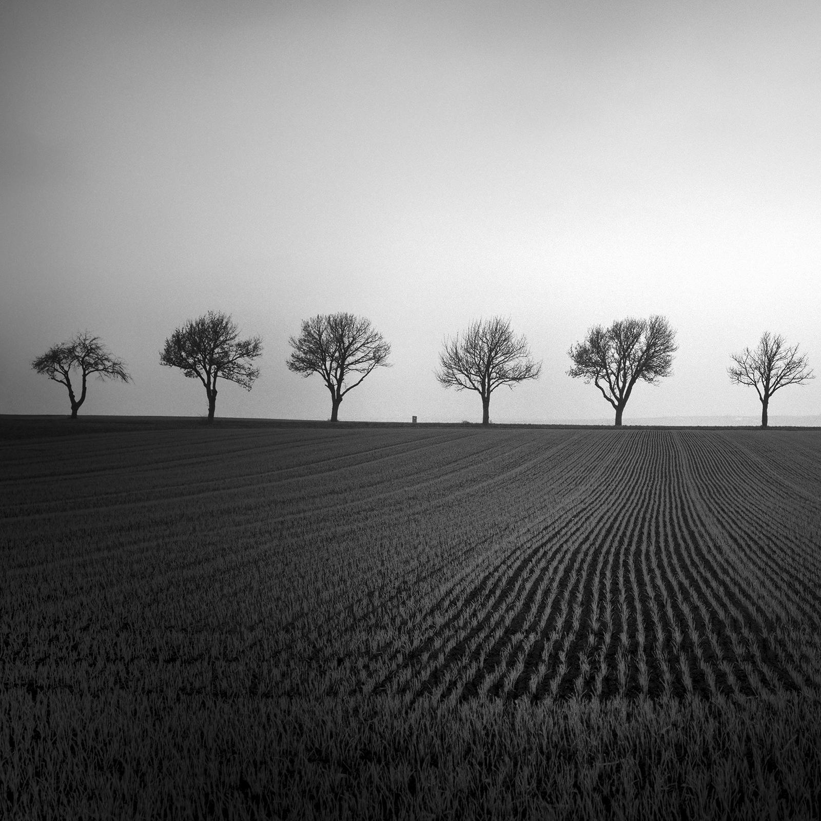 Neuf cerisiers, champ de maïs, photographie noir et blanc, paysage, beaux-arts en vente 4