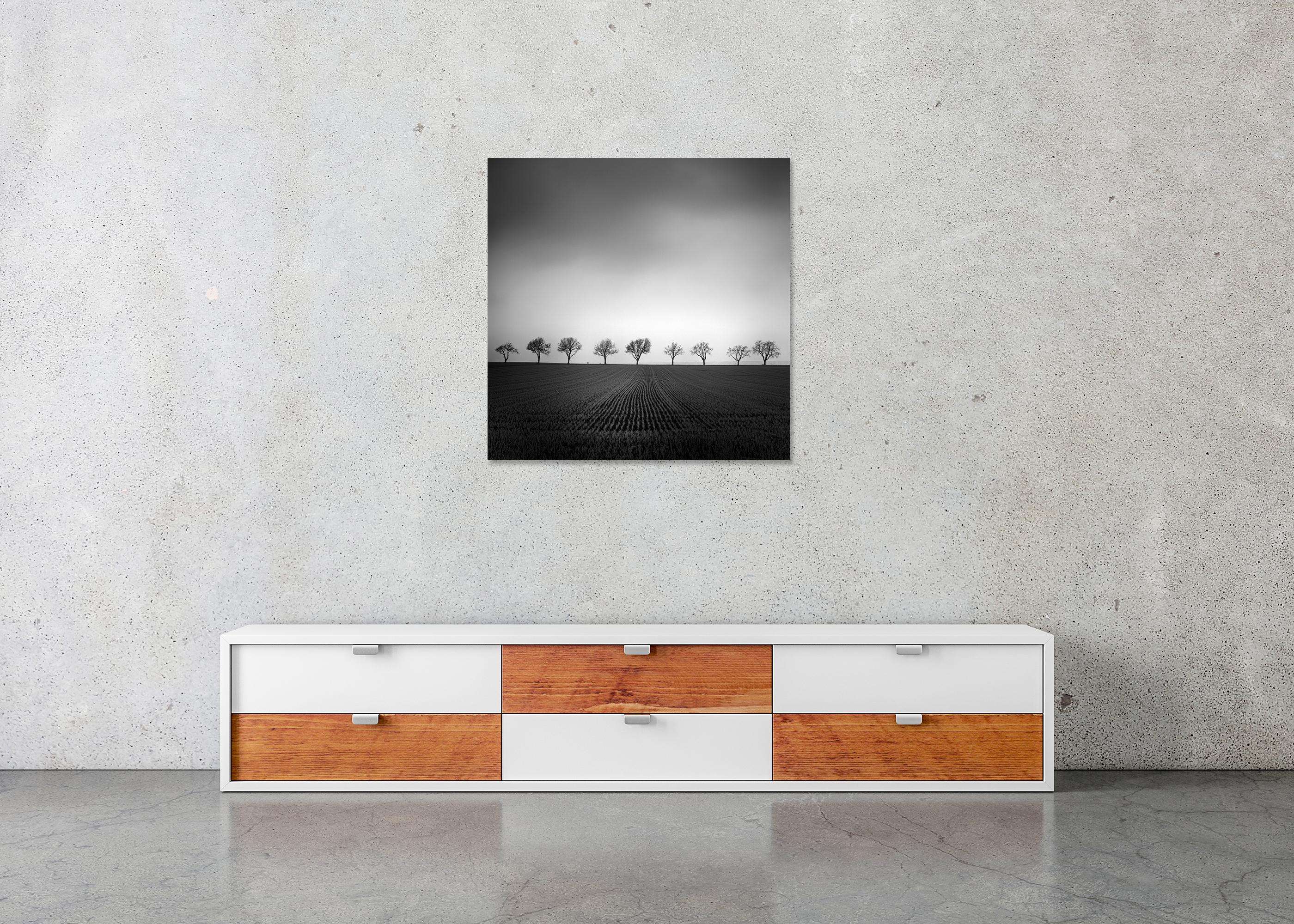 Nine Cherry Trees Farmland Cornfield monochrome landscape For Sale 4