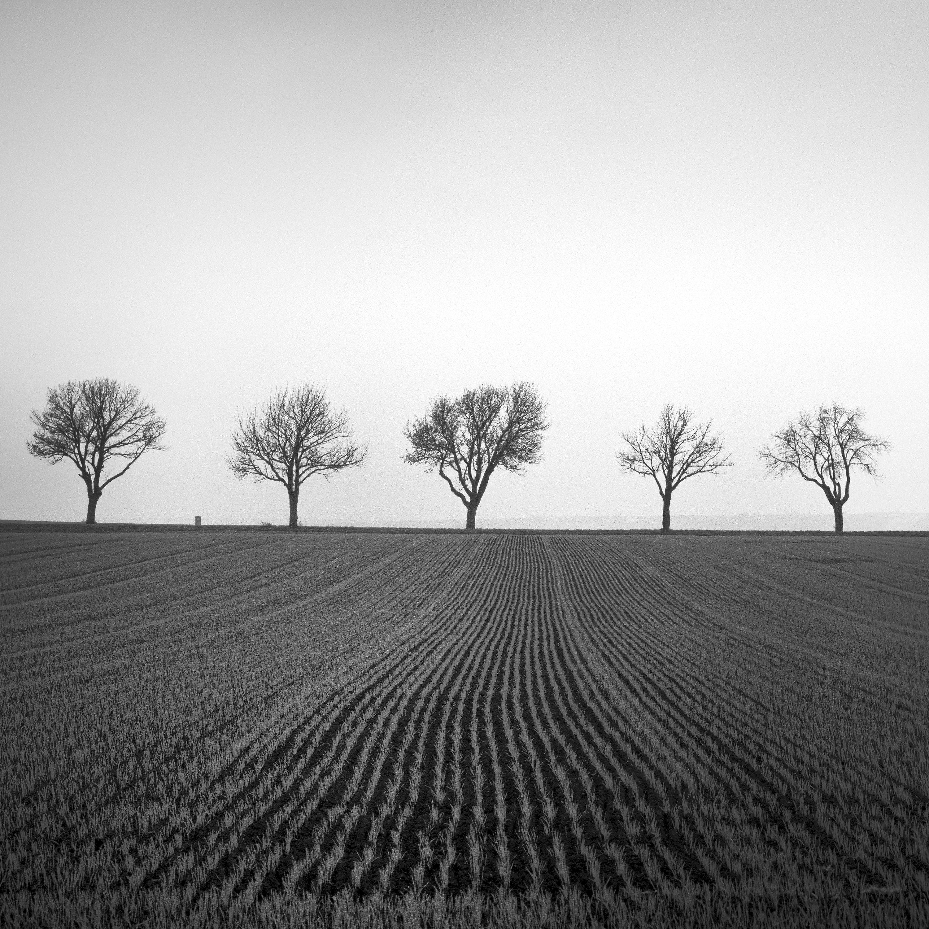 Nine Cherry Trees Corn Field black & white fine art landscape photography print For Sale 3