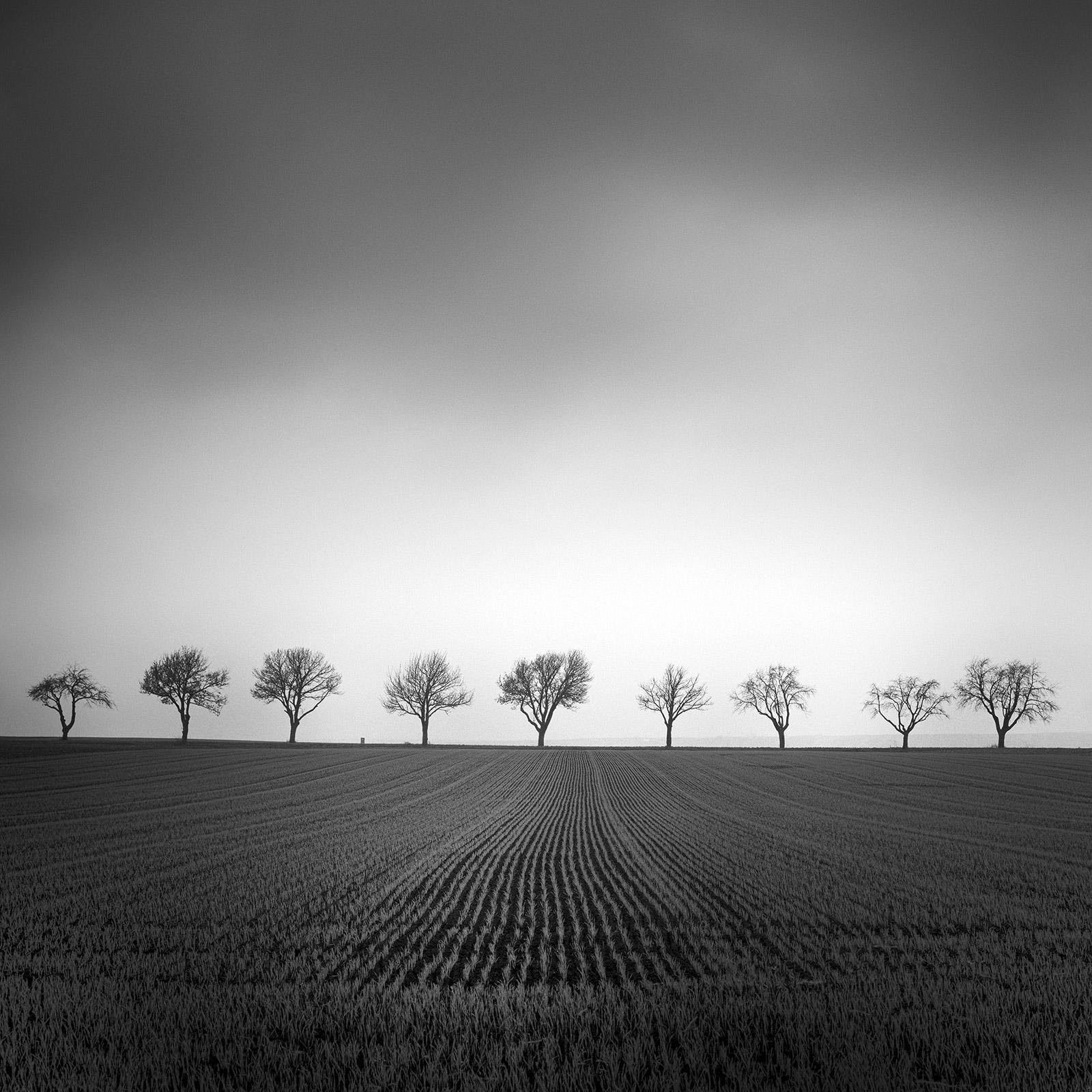 Gerald Berghammer Landscape Photograph - Nine Cherry Trees Corn Field black & white fine art landscape photography print