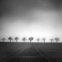 Nine Cherry Trees, Field, black and white fine art landscape photography print