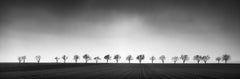 Nineteen Trees, Austria, panorama, art black and white photography, landscape