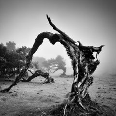 Old Angled Tree, misty Morning, Madeira Landscape, Pigment Print, Limited