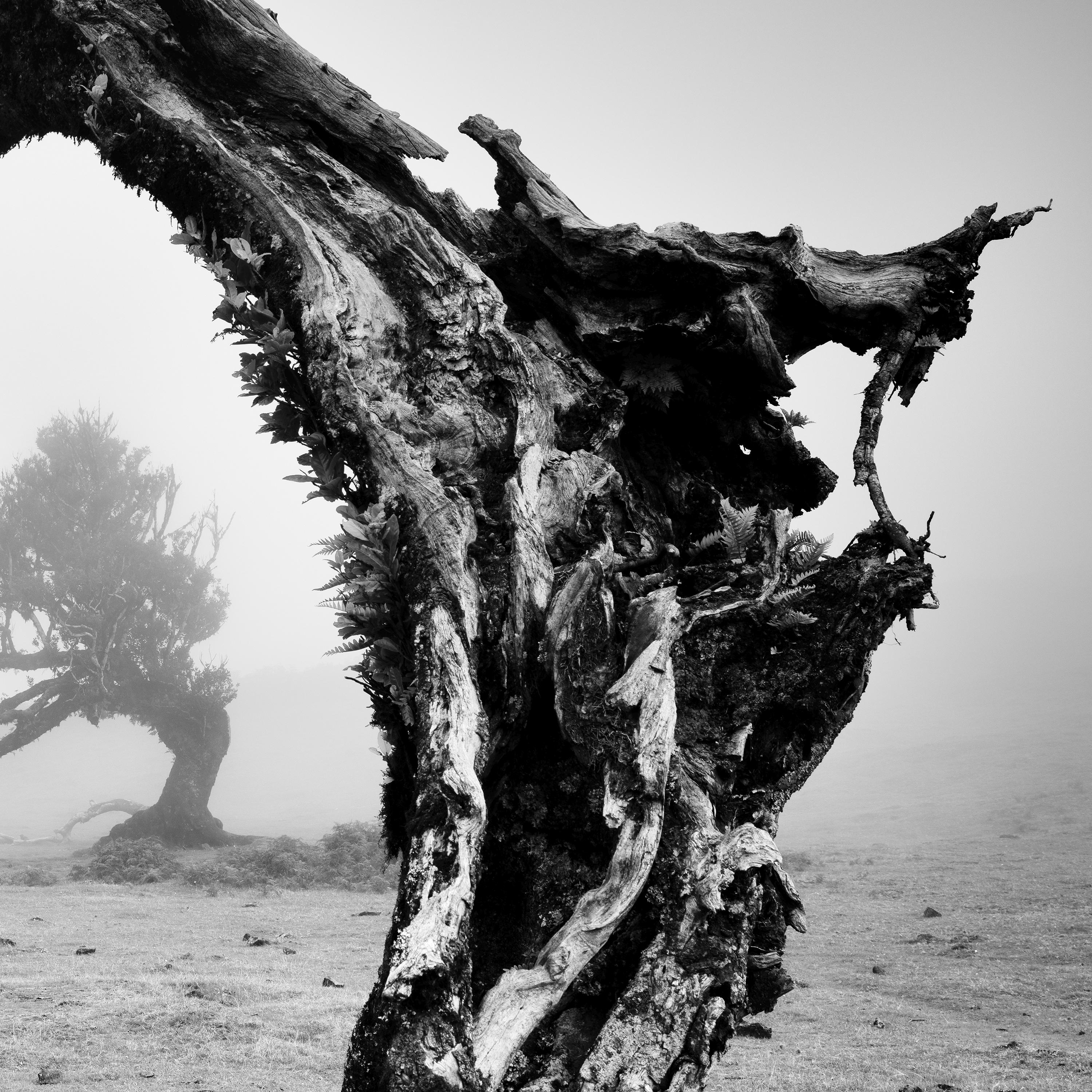 Old angled trees fairy forest foggy black white fine art landscape photography For Sale 6