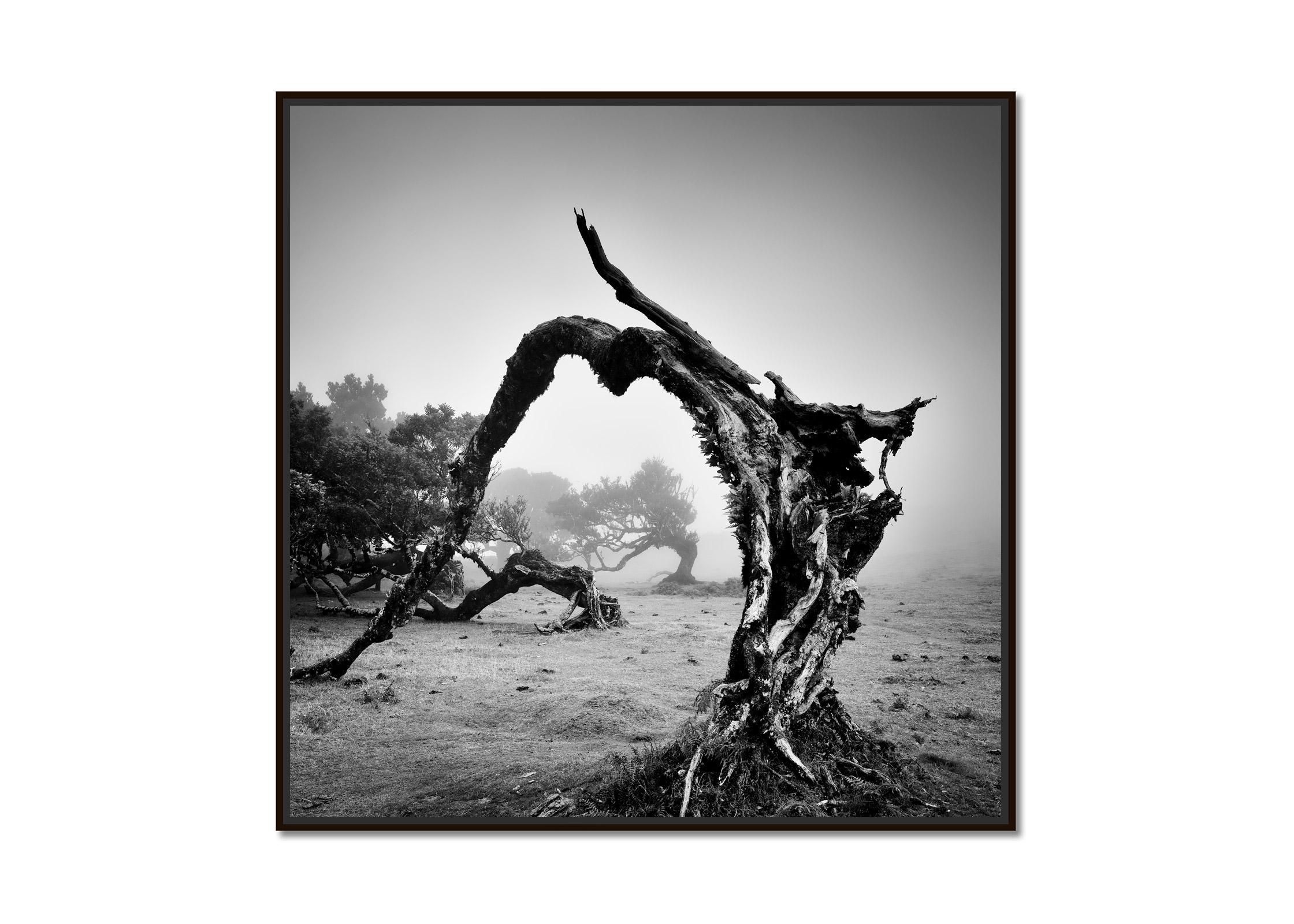 Old angled trees fairy forest foggy black white fine art landscape photography - Photograph by Gerald Berghammer