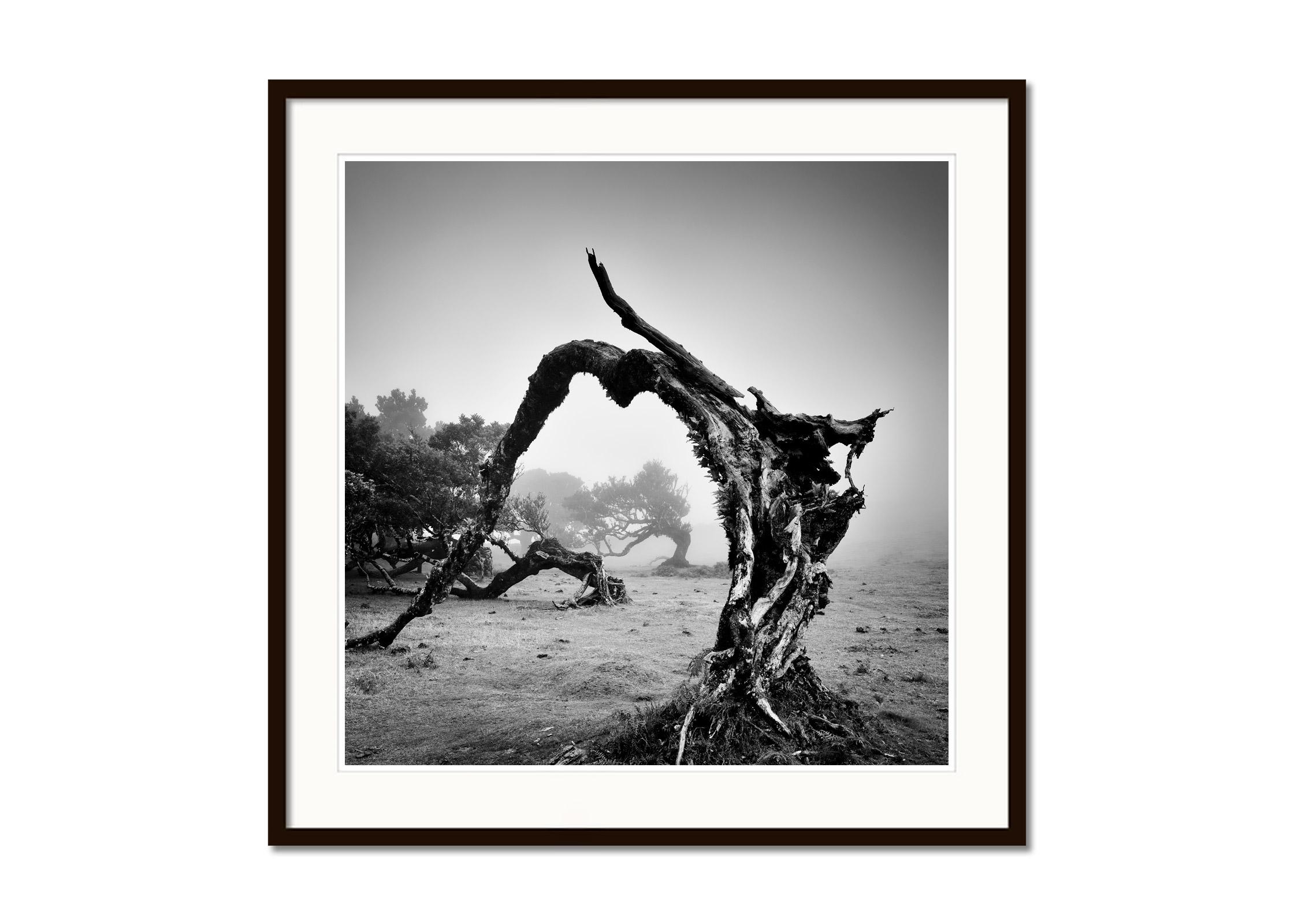 Black and white fine art landscape photography. Old angled trees in foggy morning light on the beautiful island of Madeira, Portugal. Archival pigment ink print as part of a limited edition of 7. All Gerald Berghammer prints are made to order in