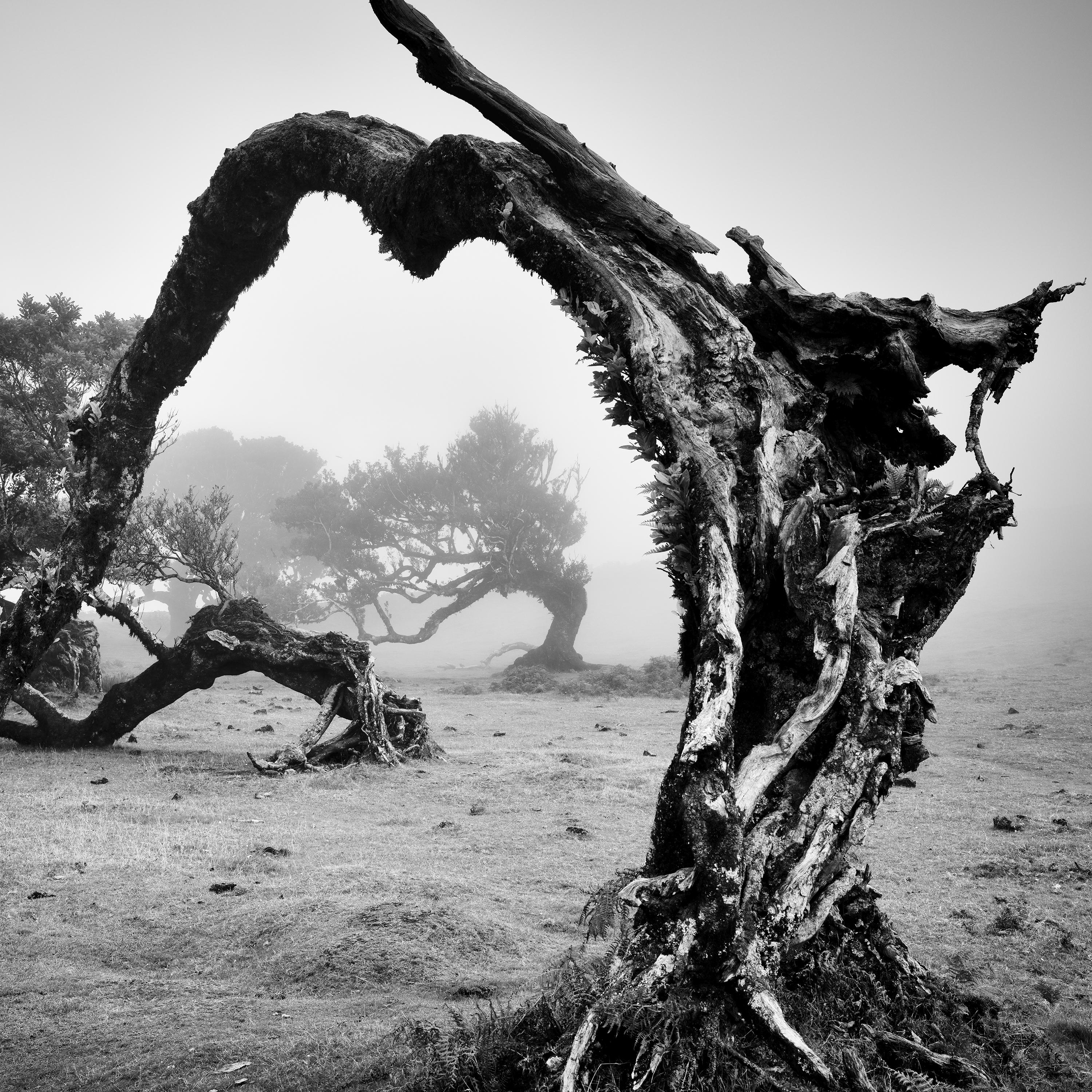 Old angled trees fairy forest foggy black white fine art landscape photography For Sale 4
