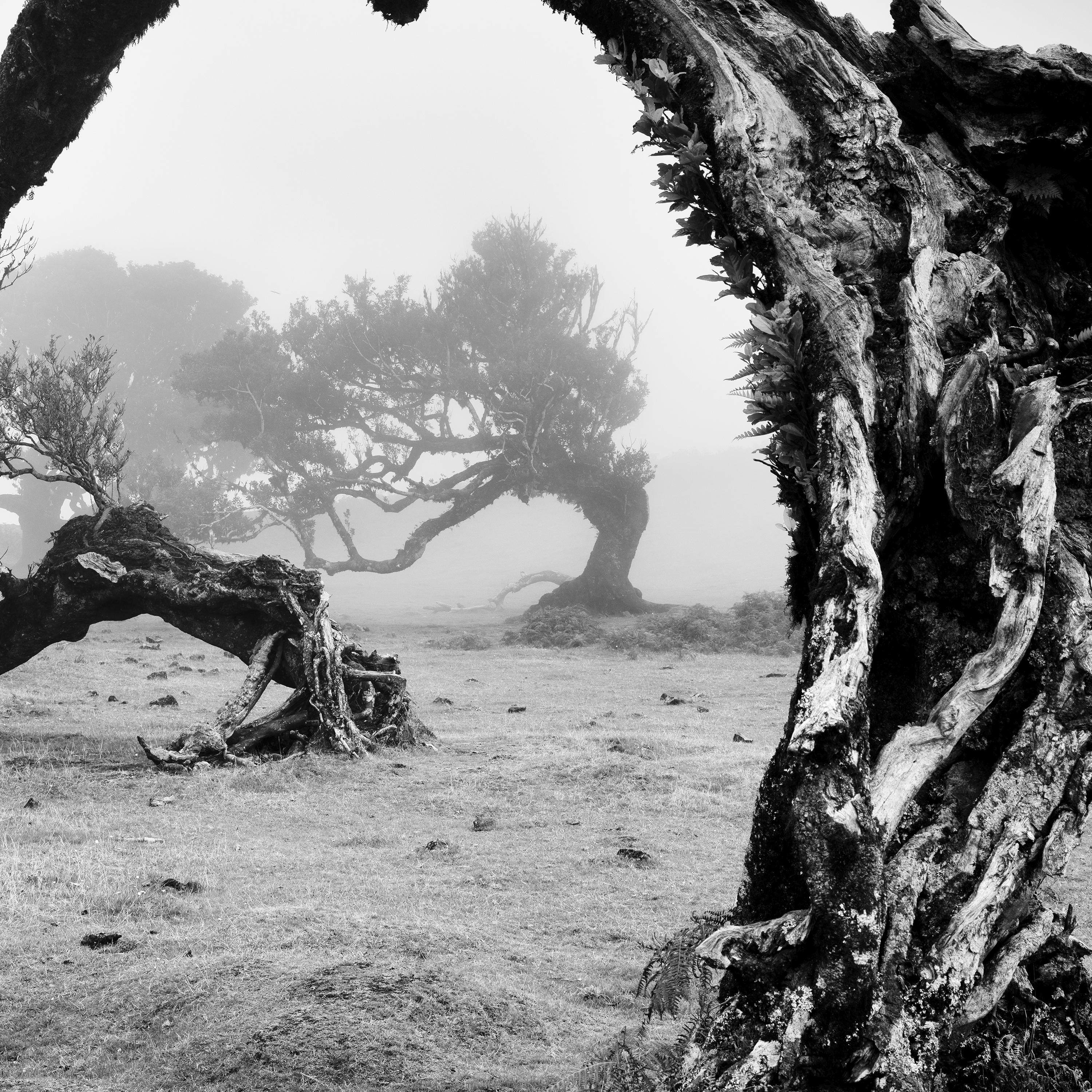 Old angled trees fairy forest foggy black white fine art landscape photography For Sale 5