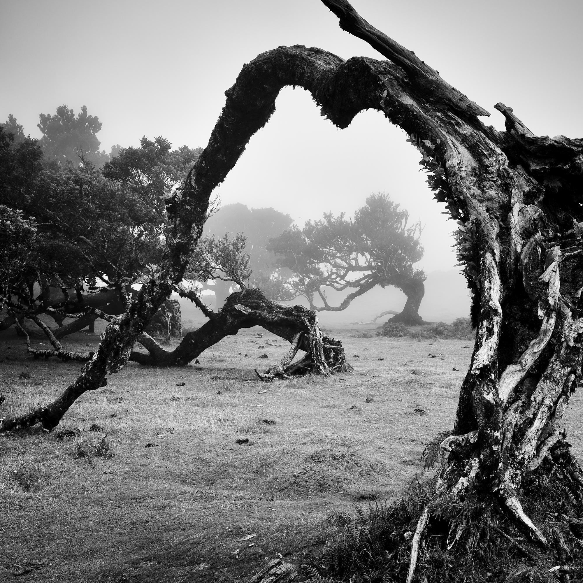 Árboles viejos en ángulo, Bosque de las Hadas, fotografía monocroma, edición limitada en venta 5
