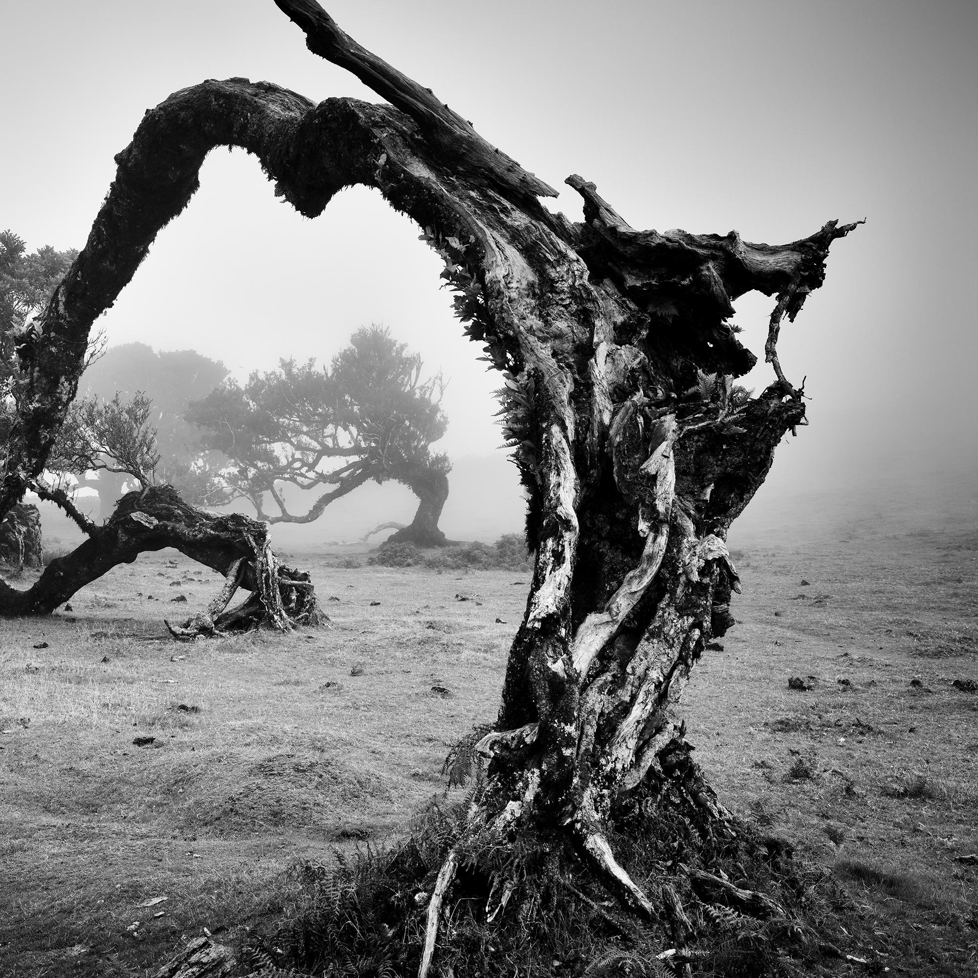 Árboles viejos en ángulo, Bosque de las Hadas, fotografía monocroma, edición limitada en venta 6