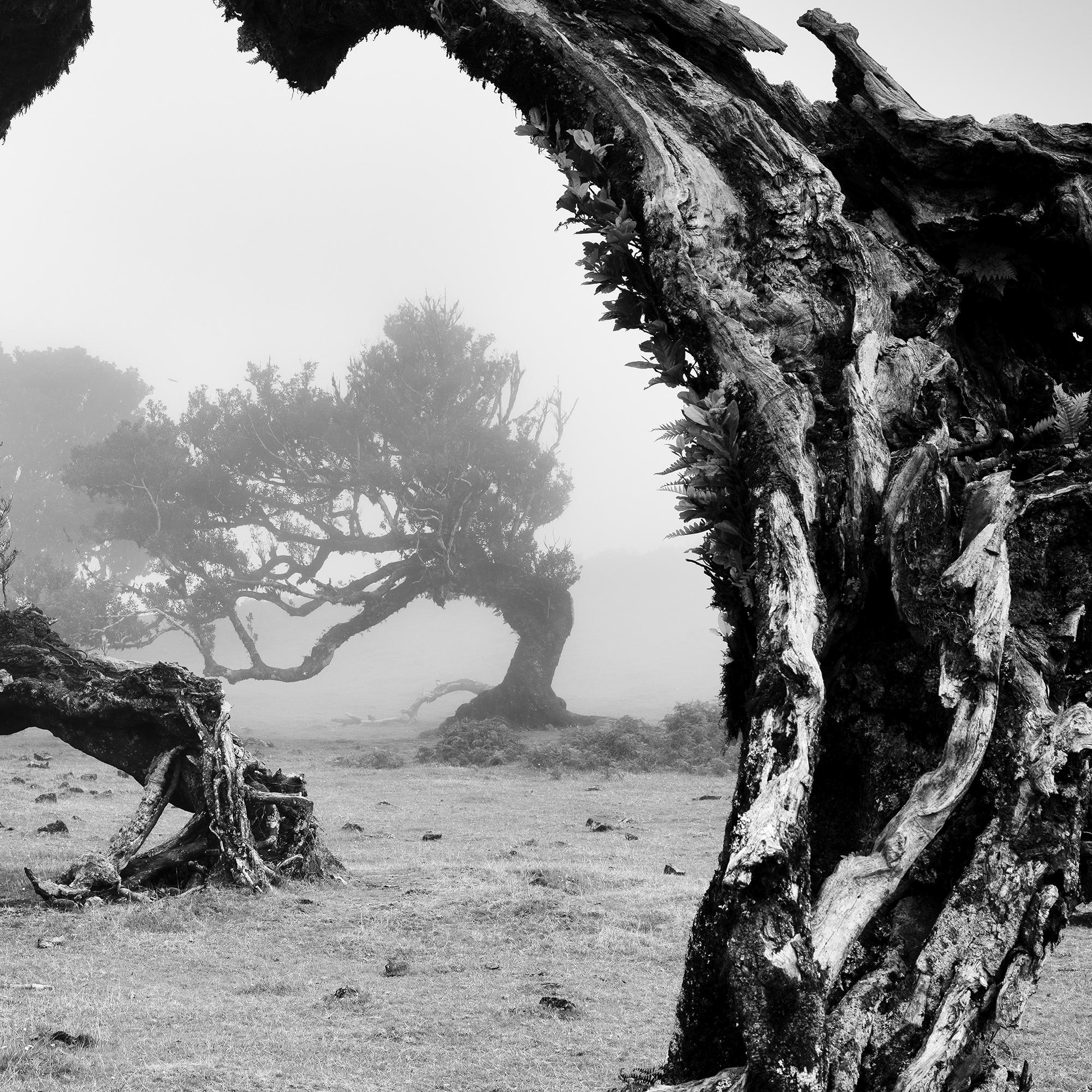 Árboles viejos en ángulo, Bosque de las Hadas, fotografía monocroma, edición limitada en venta 7
